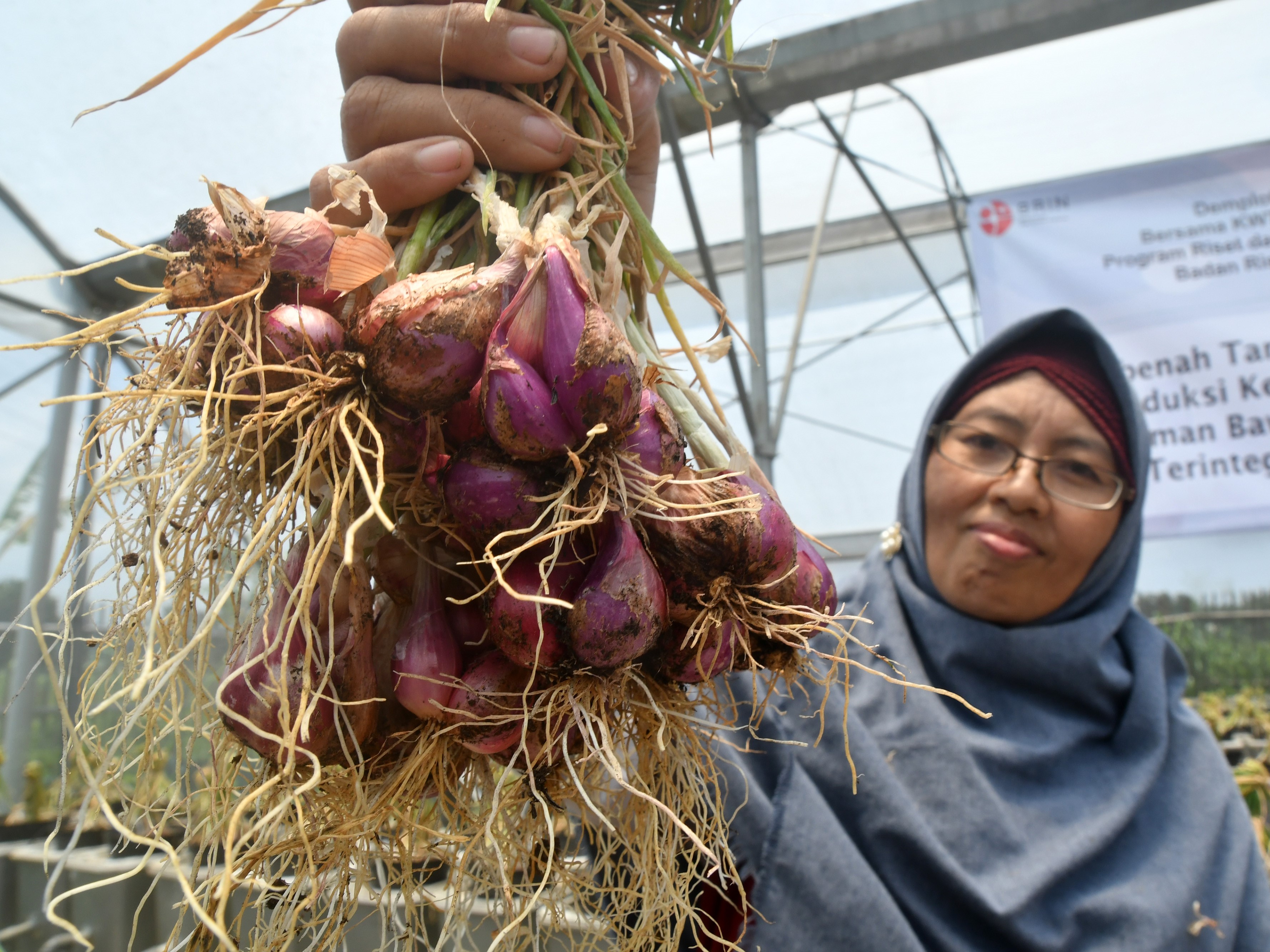 Kelompok Wanita Tani (KWT) Berkah memanen bawang merah di Kampung Ramah Lingkungan, Mutiara Bogor Raya, Katulampa, Kota Bogor, Jawa Barat.