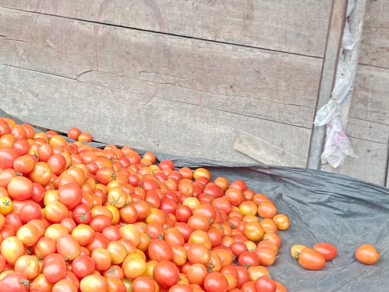 Buah tomat yang baru di panen.