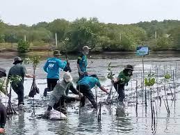 Cegah Abrasi, 2.500 Bibit Mangrove Ditanam di Raja Ampat