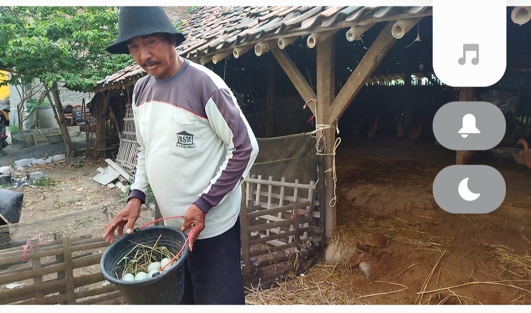 Peternak bebek Desa Pakijangan, Sukim, menunjukkan telor bebek di kandangnya. 