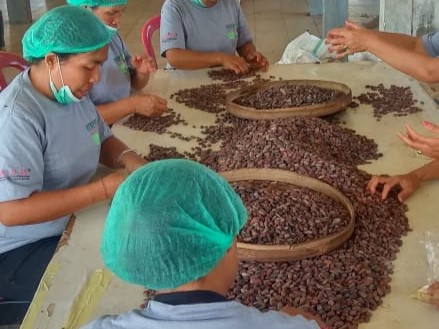 Pekerja tengah mengolah kakao bali.