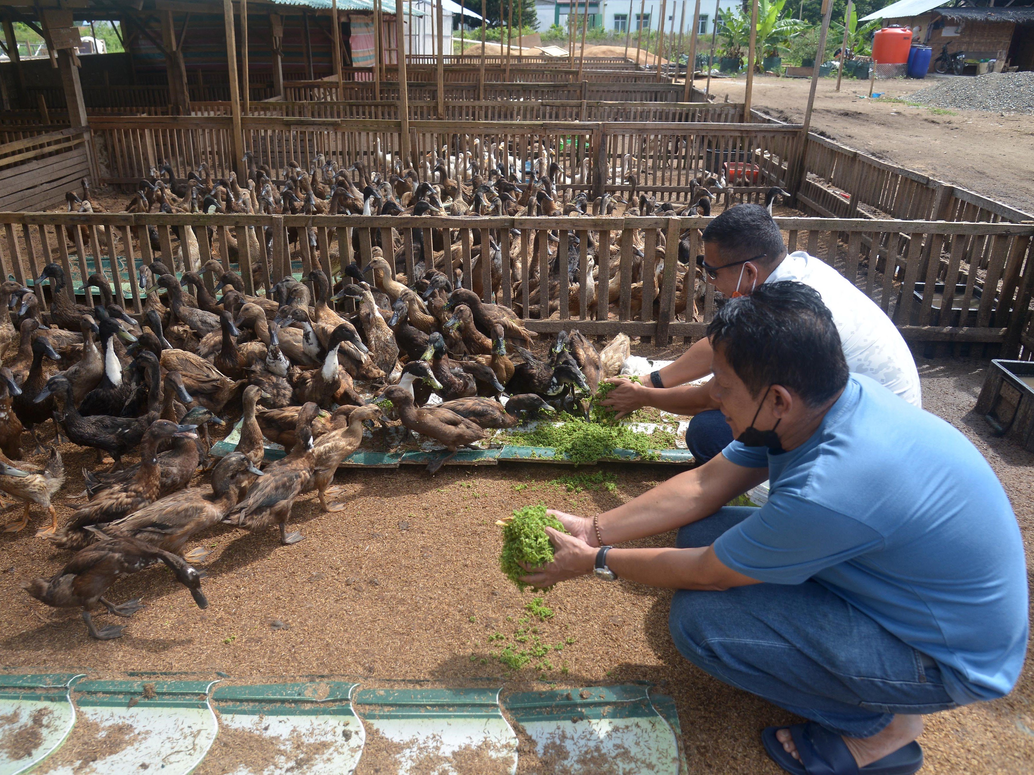 Pembudi daya memberi pakan rumput azolla sejenis tanaman paku air untuk ternak bebek di lokasi budidaya Desa Lhoknga, Kabupaten Aceh Besar.