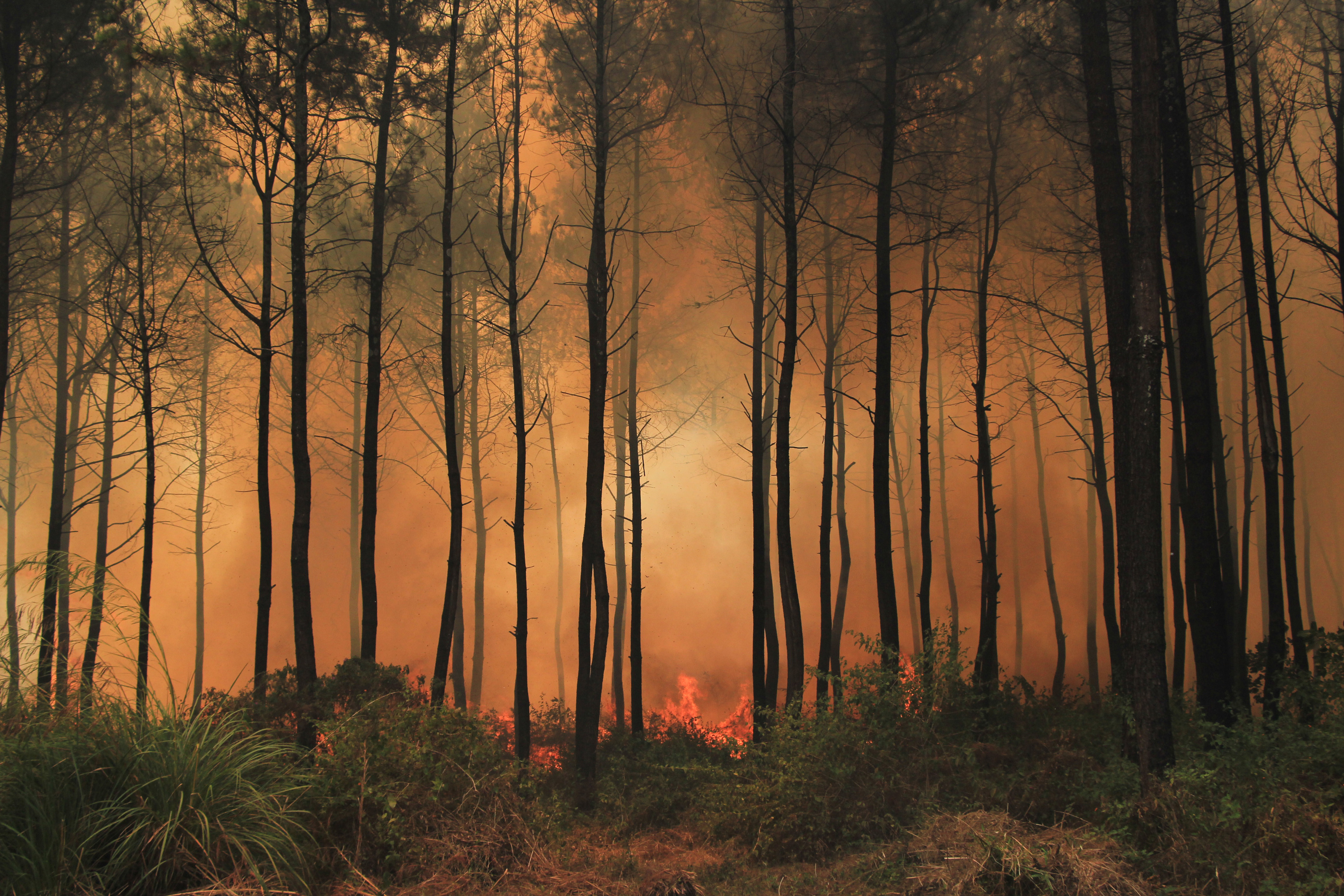 Kebakaran hutan Gunung Ciremai, Jawa Barat, 2018 lalu.