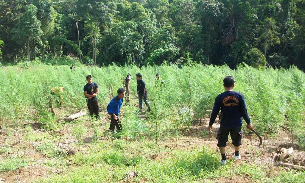 Petugas sedang memusnahkan ladang ganja seluas 2 hektare yang ditemukan di tengah kebun kopi di Aceh Tengah, Minggu (30/10).