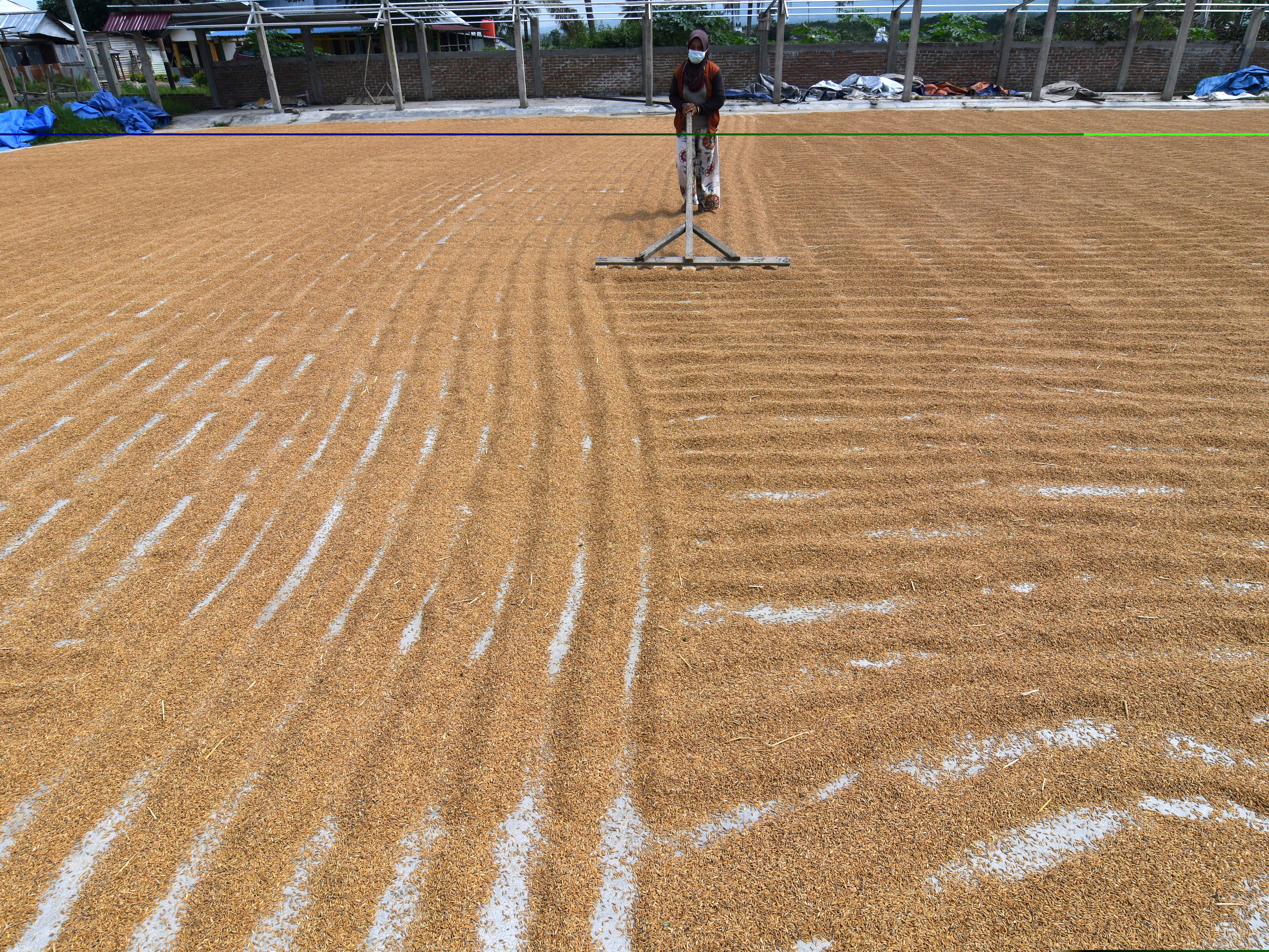 Petani menjemur padi di Desa Potoya Kabupaten Sigi, Sulawesi Tengah, Selasa (13/9/2022).