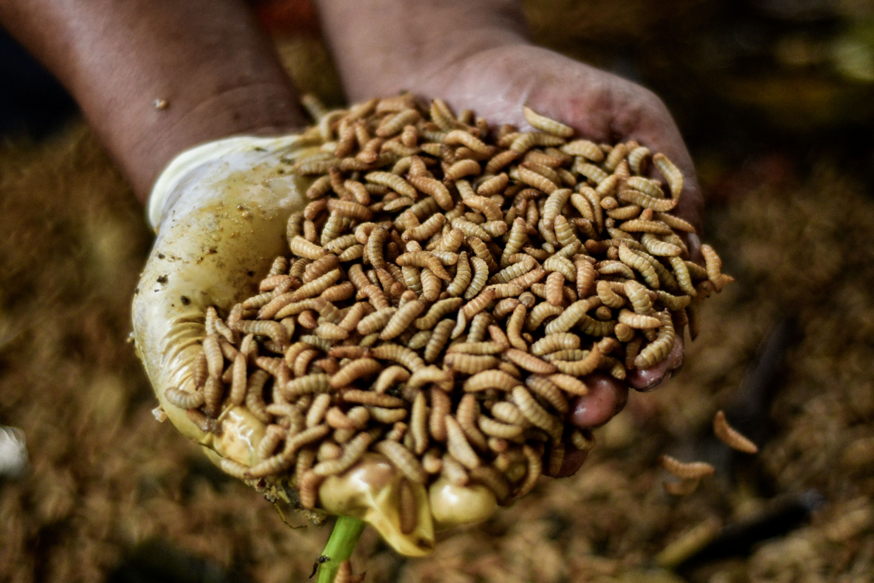 Ilustrasi ulat maggot