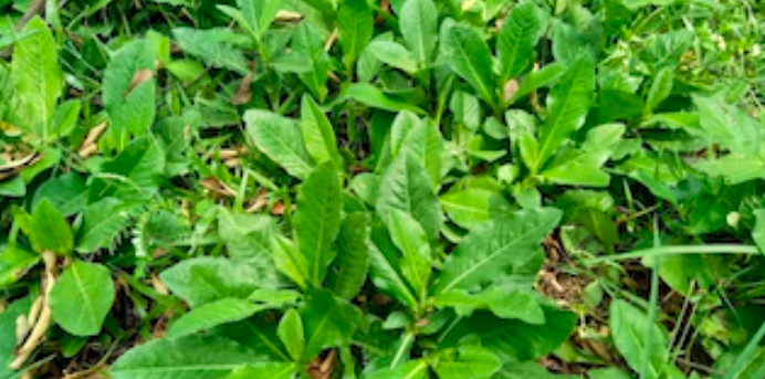 Manfaat Daun Tempuyung bagi Kesehatan