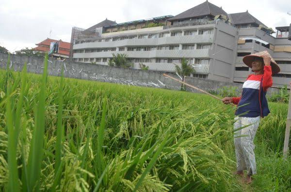Ilustrasi alih fungsi lahan pertanian