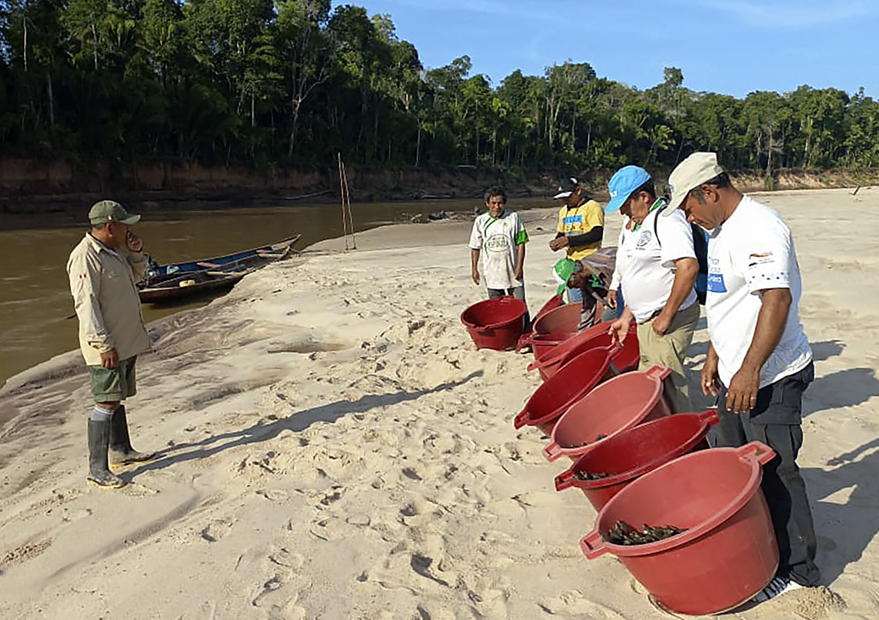 Ribuan Bayi Penyu Dilepasliarkan di Danau Amazon Peru