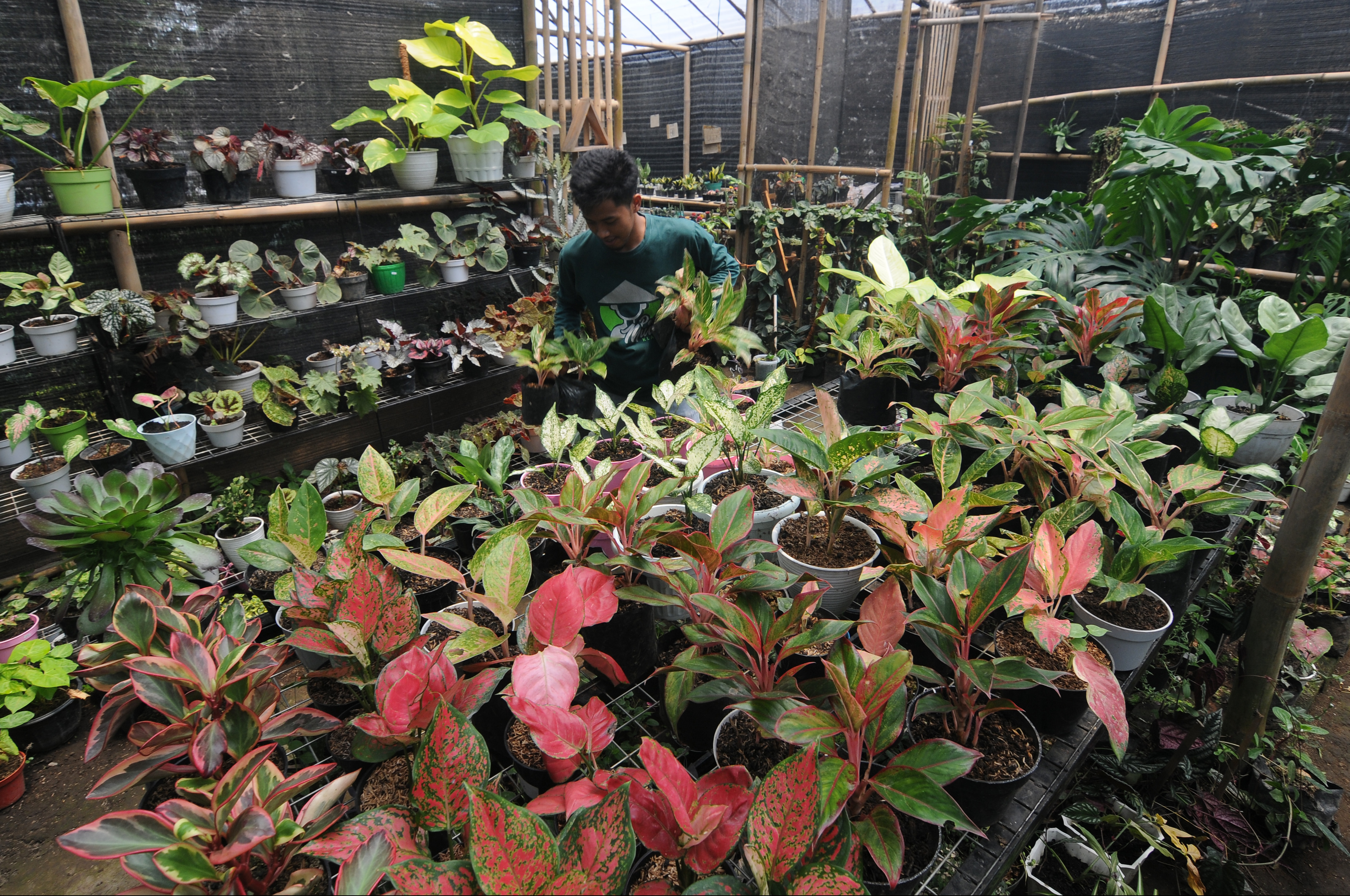 Petani tanaman hias.