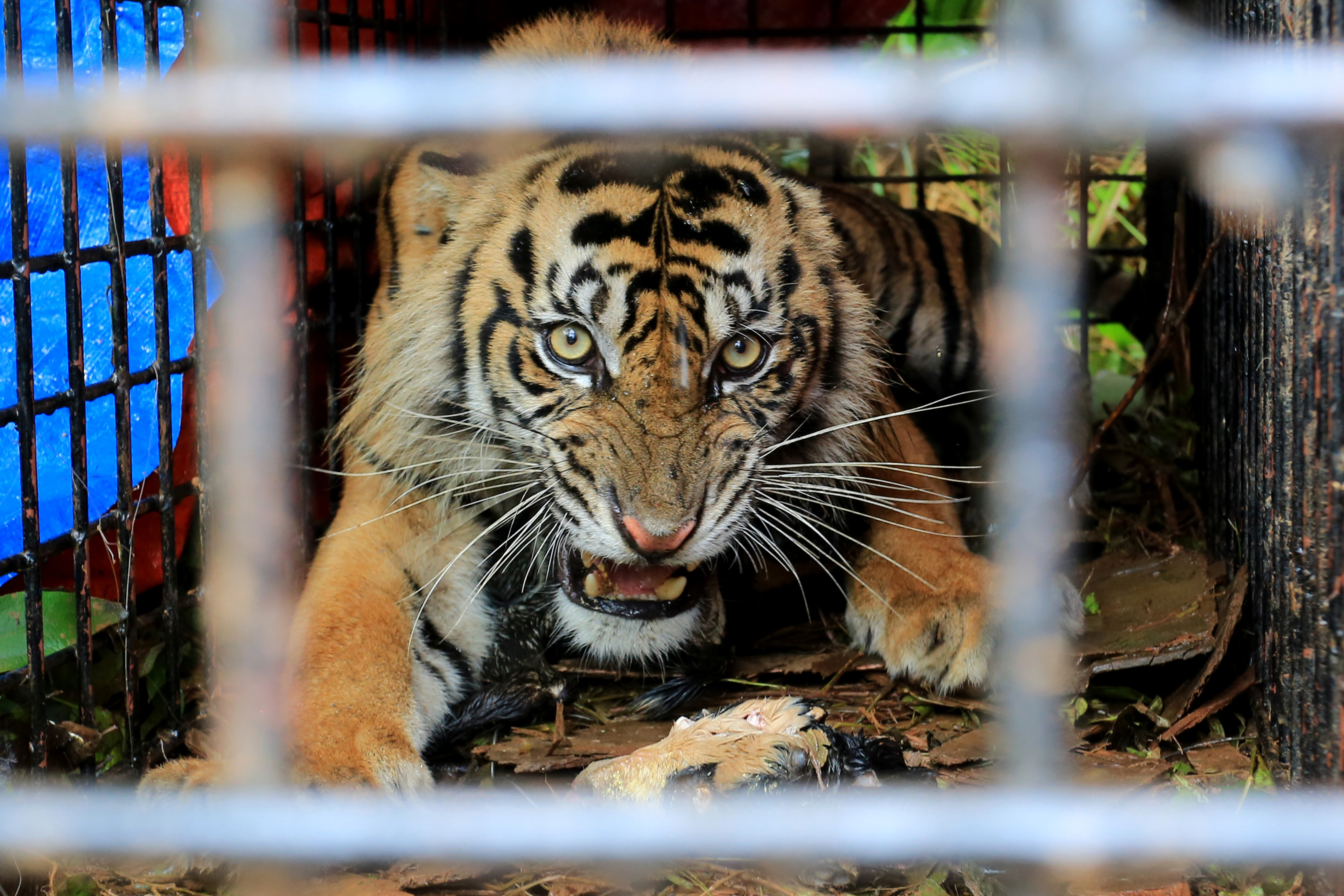 Harimau sumatra  