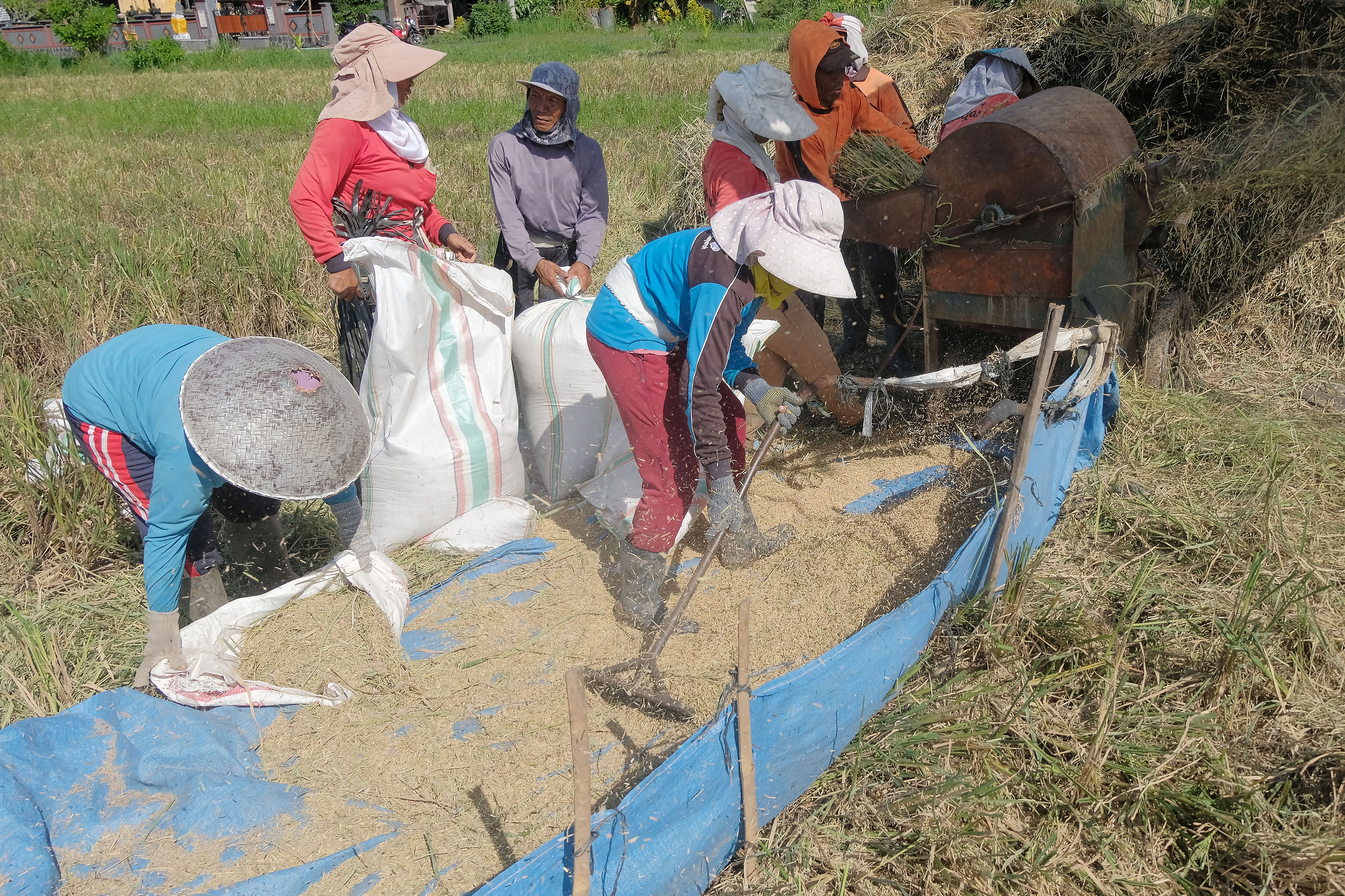 Petani merontokkan padi saat panen raya di Desa Manistutu, Jembrana, Bali. 