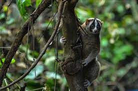 Perdagangan Satwa Liar Akibatkan Kerugian Negara Rp806,83 Miliar