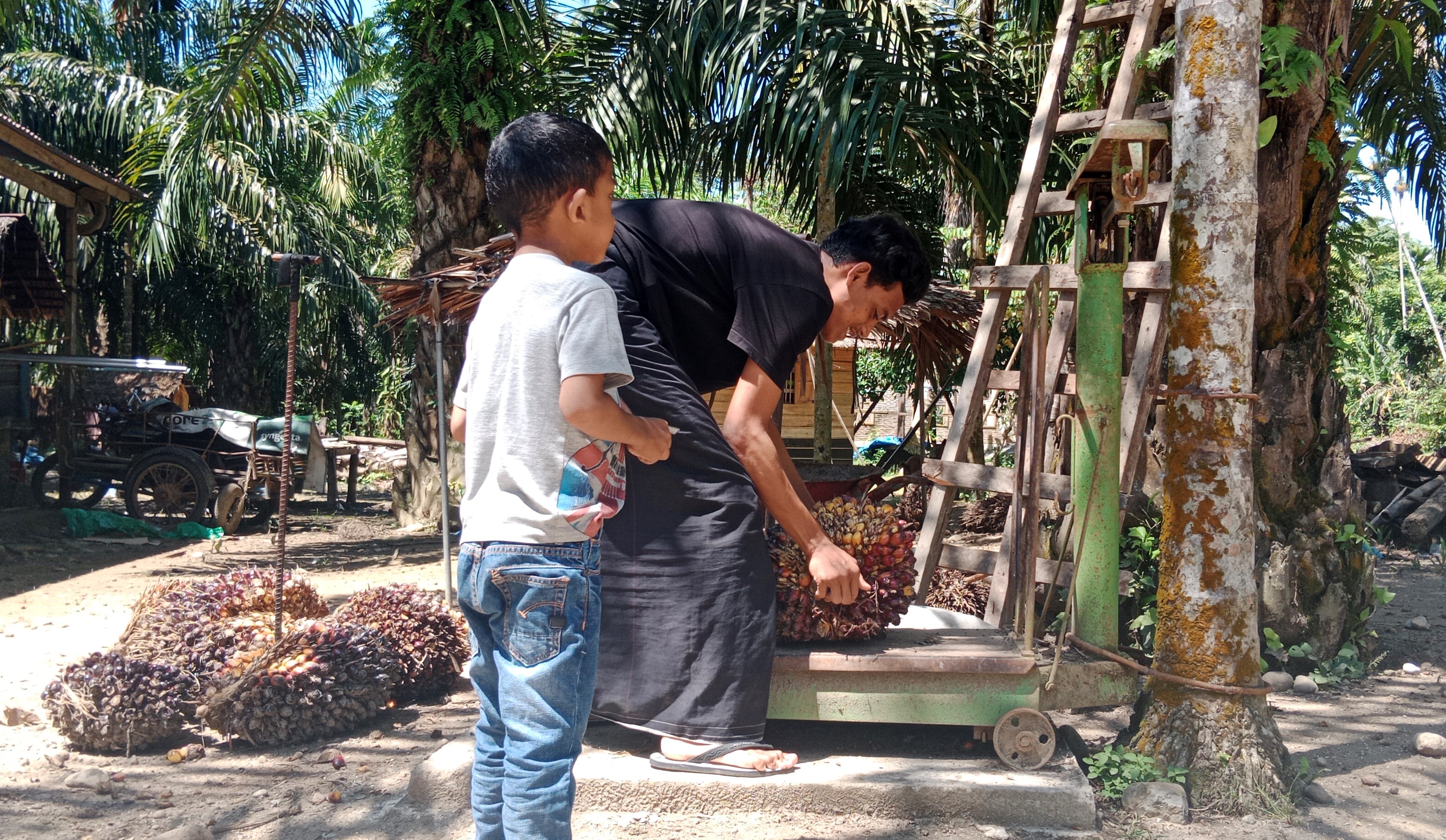 Peorang pemuda sedang menimbang sawit di kawasan Desa Matang Peusangan, Kecamatan Matangkuli, Kabupaten Aceh Utara, Provinsi Aceh, beberapa 