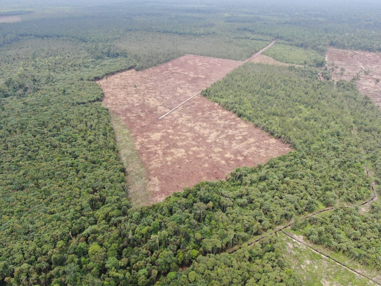 Kawasan Hutan Suaka Margasatwa Giam Siak Kecil, Kabupaten Siak, Riau.