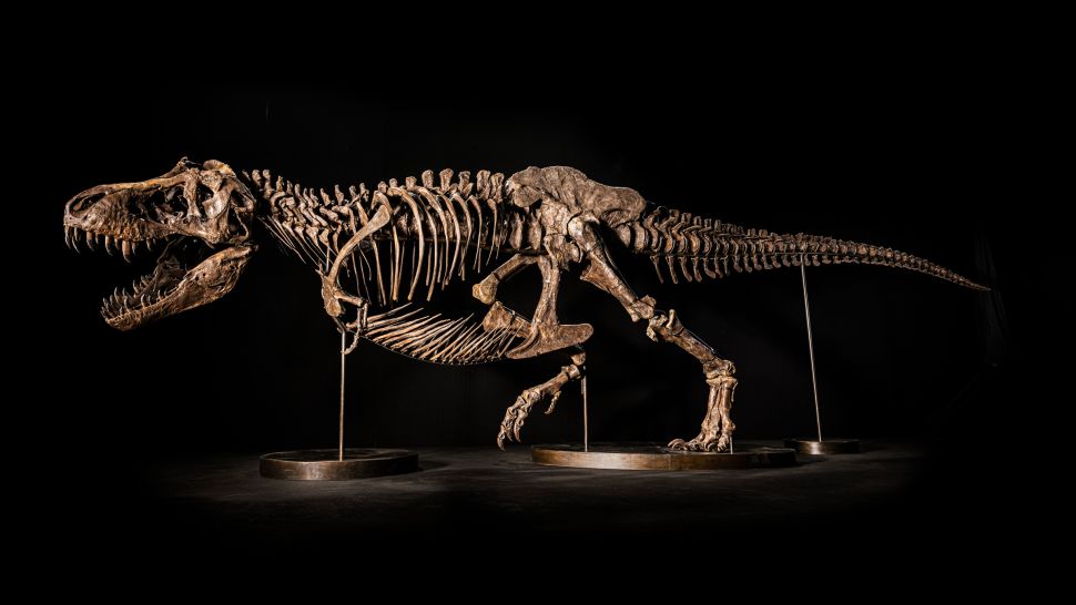 Kerangka T. Rex bernama Shen yang akan dilelang pada November 2022 di Hongkong