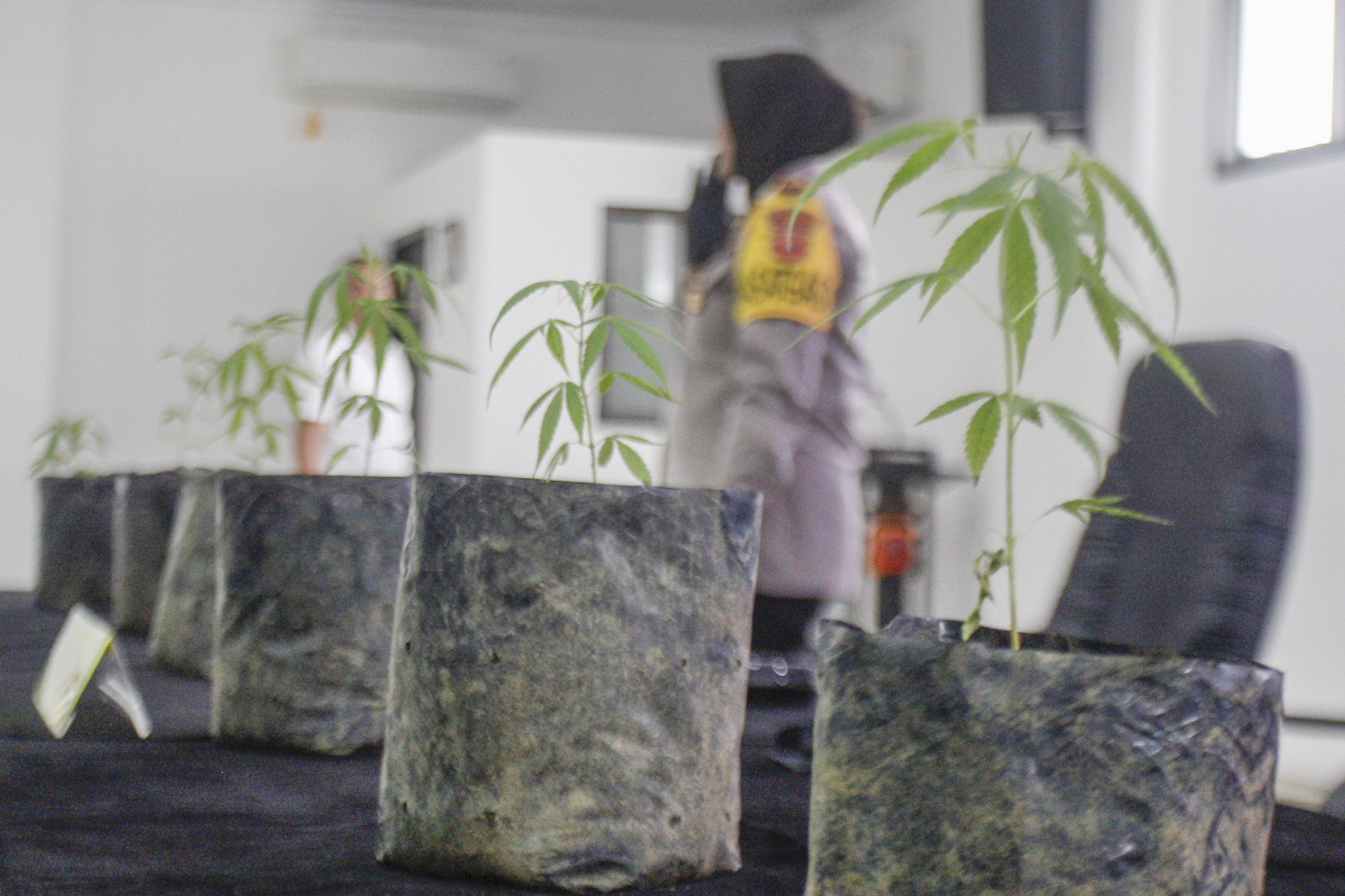 Barang bukti tanaman ganja dalam pot dari hasil pengungkapan kasus di Polres Bogor, Kabupaten Bogor, Jawa Barat, Kamis (29/9).