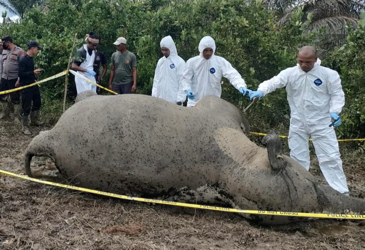 Jasad gajah sumatra betina yang ditemukan di Desa Srimulya, Kecamatan Peunaron, Kabupaten Aceh Timur, Aceh, Jumat (14/10).