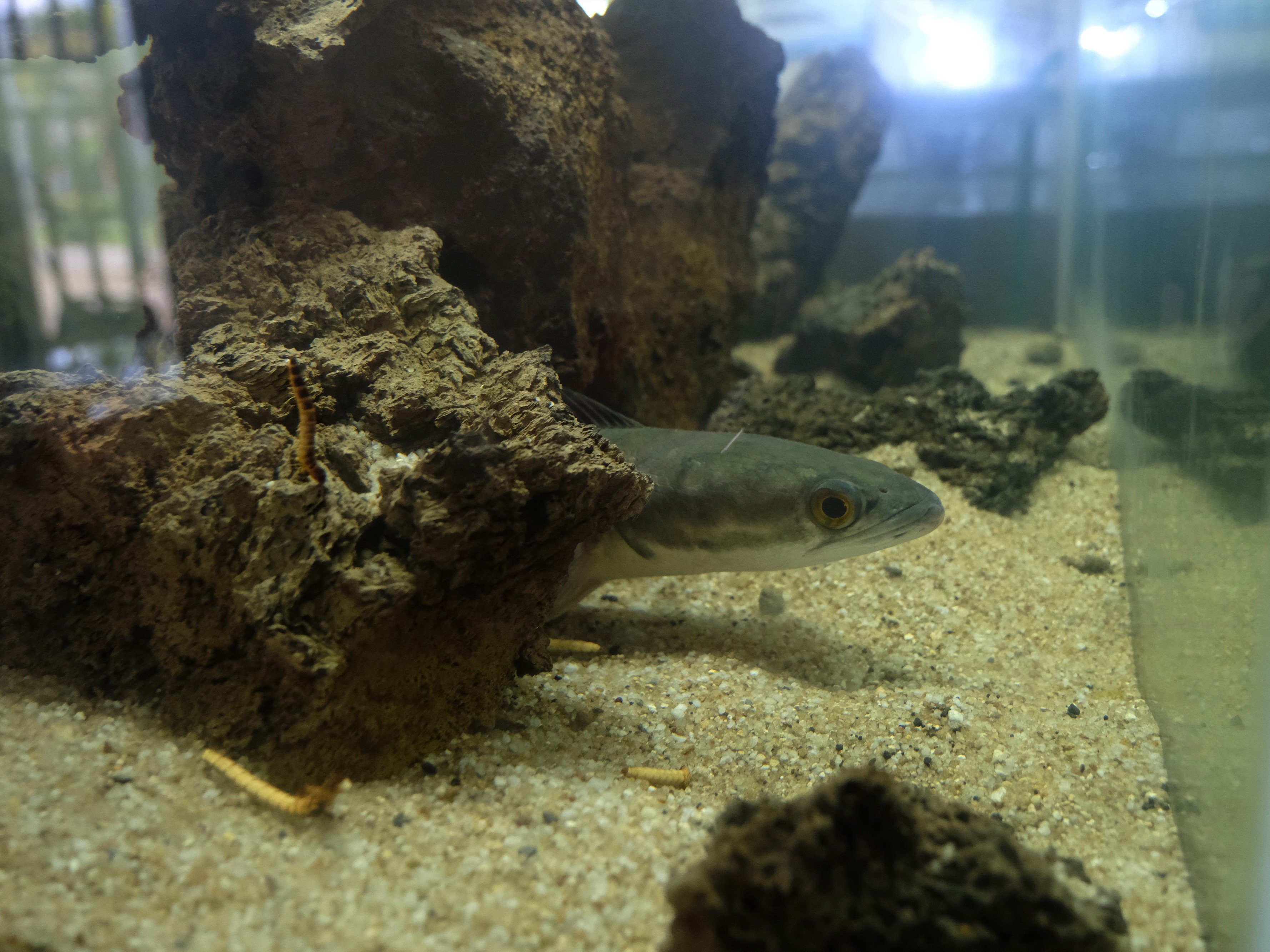 Asal Usul Ikan Channa, Ada yang Seharga Mobil