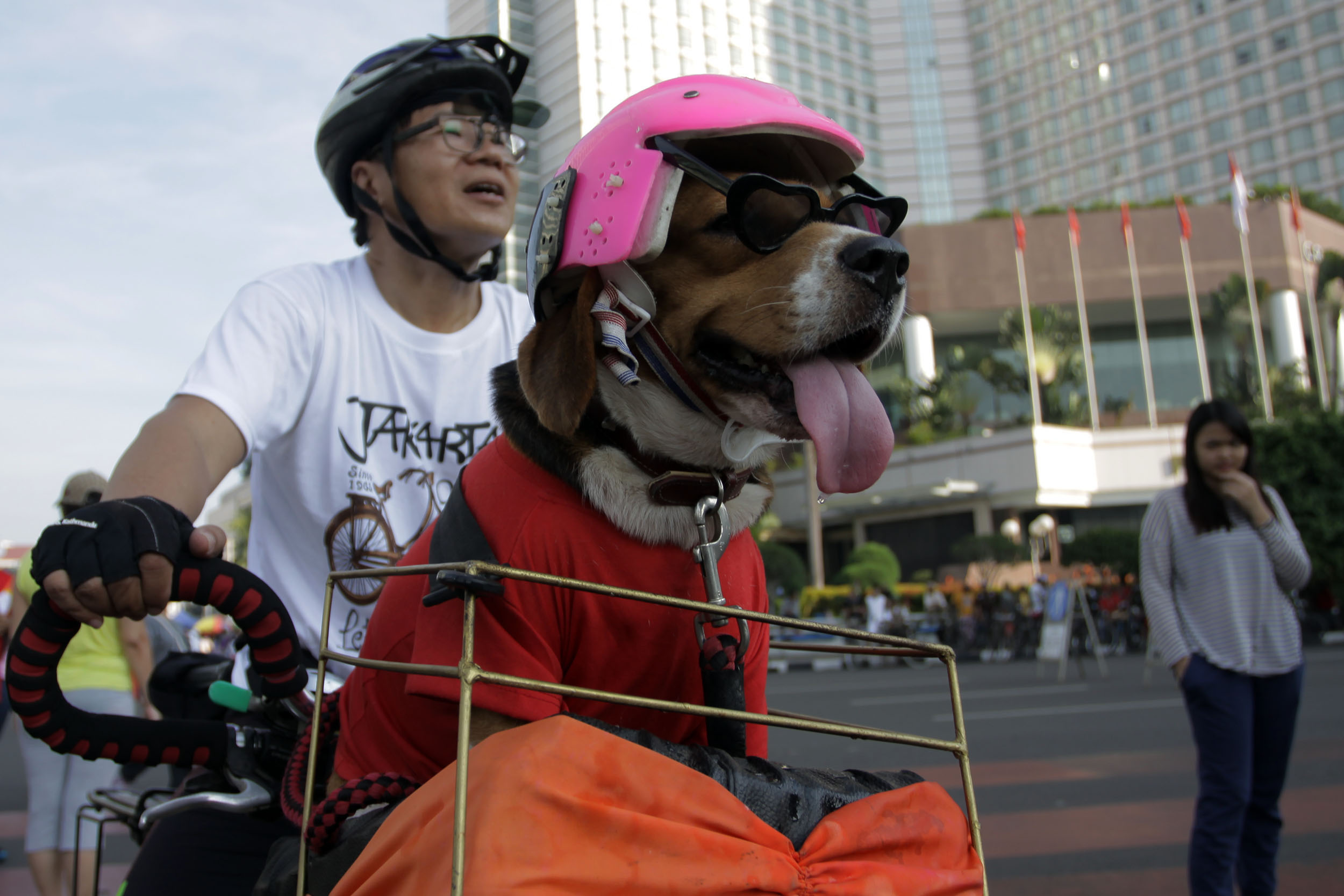 Warga membawa anjing peliharaannya saat Car Free Day di Bundaran HI, Jakarta.