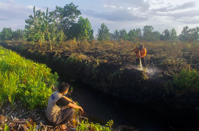 Pertanian Lahan Gambut Berpotensi Besar untuk Dikembangkan