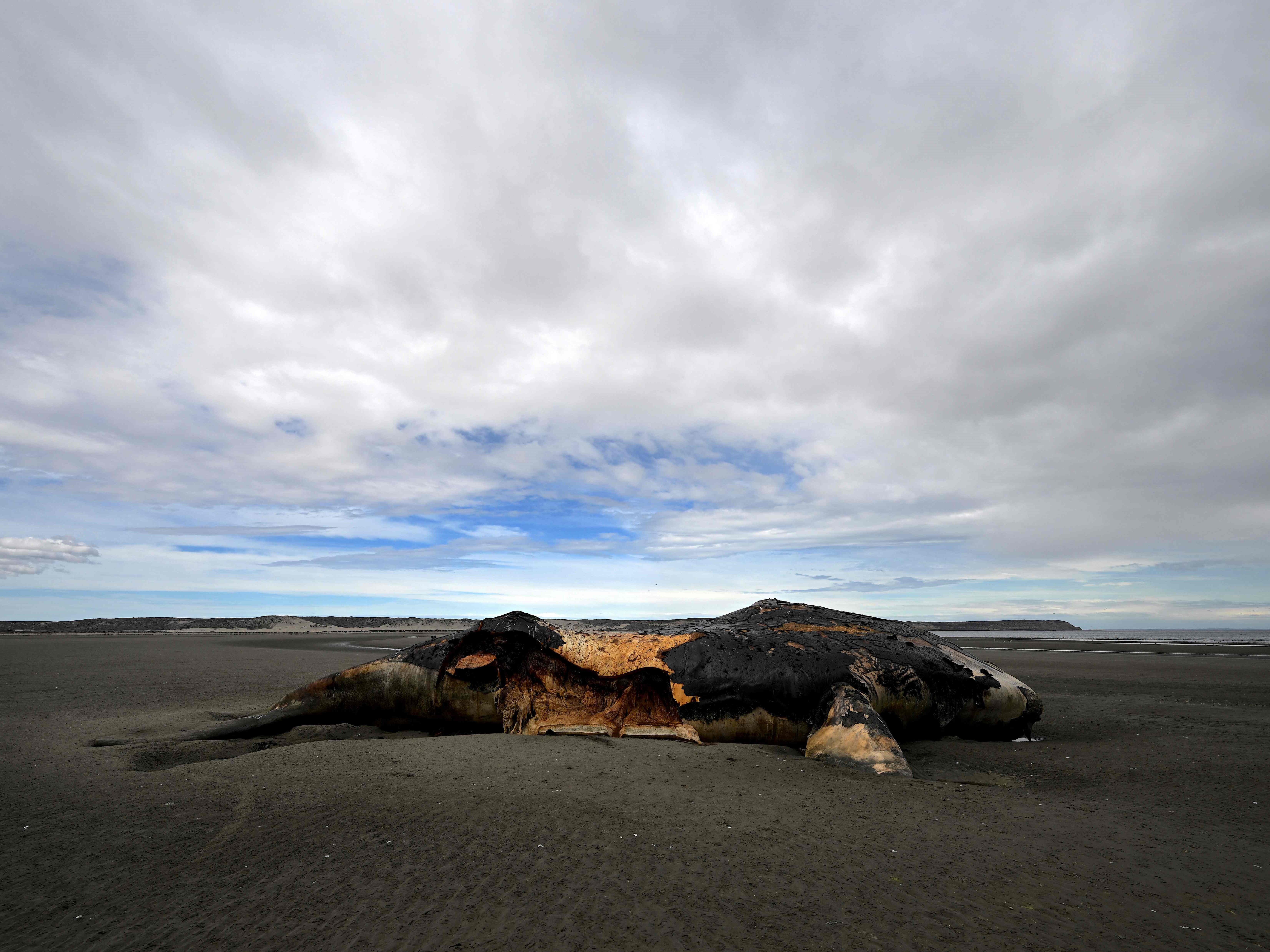 Seekor paus selatan mati (Eubalaena australis) terletak di pantai dekat Puerto Piramides, Provinsi Chubut, Argentina, Jumat (7/10).