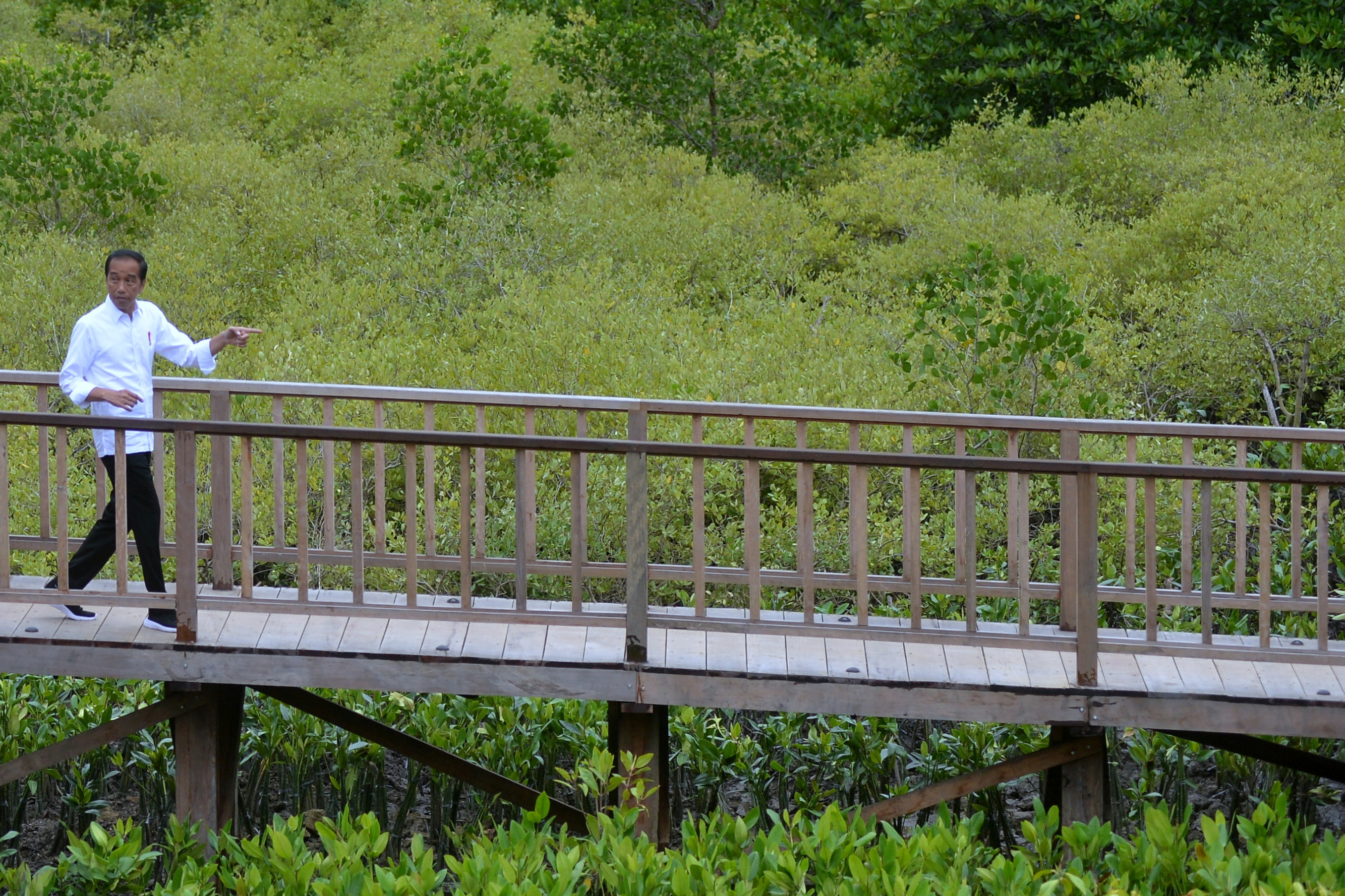 Presiden Jokowi meninjau kawasan mangrove Taman Hutan Raya Ngurah Rai di Denpasar, Bali.