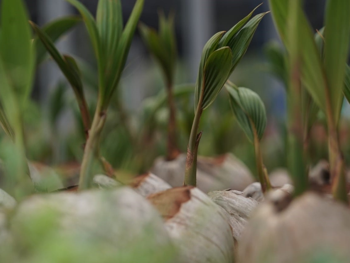nursery modern kelapa di Kabupaten Batang, Jawa Tengah.
