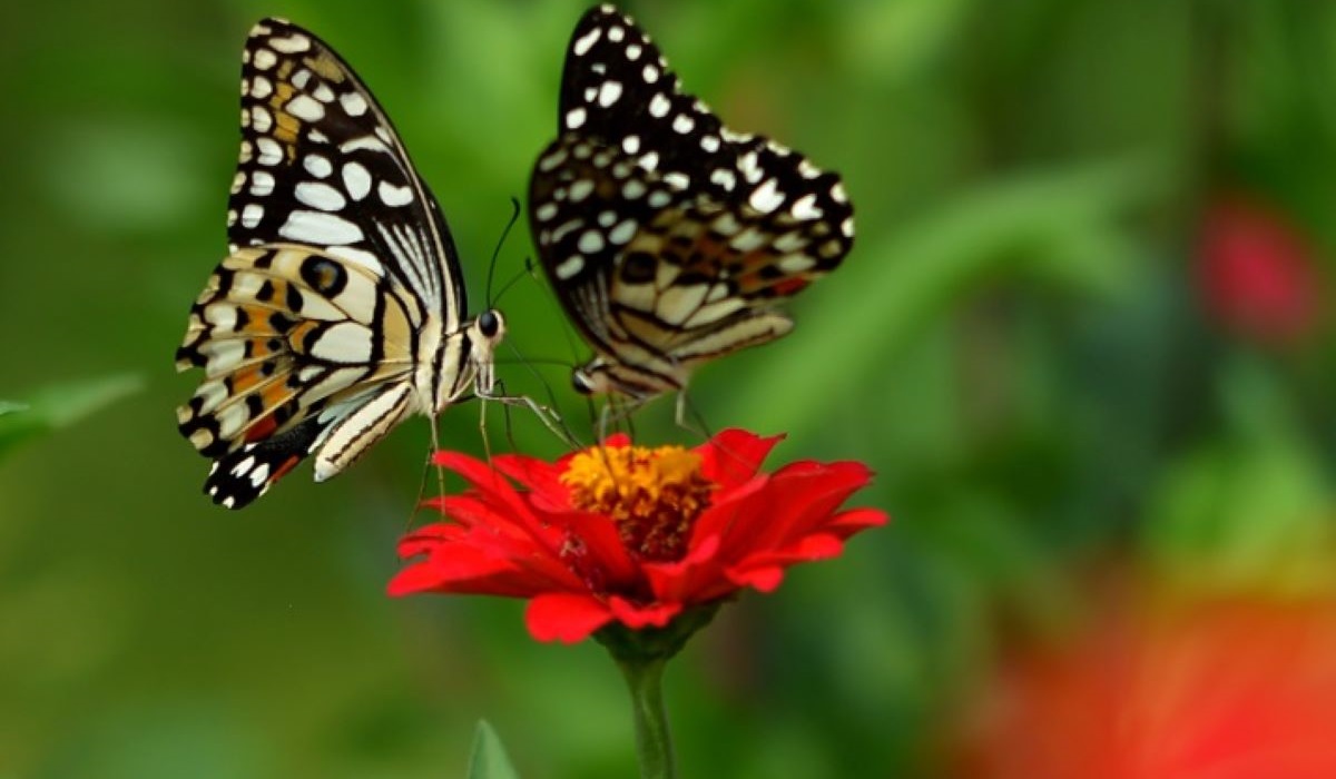 Pengertian Simbiosis Mutualisme, Komensalisme, Parasitisme