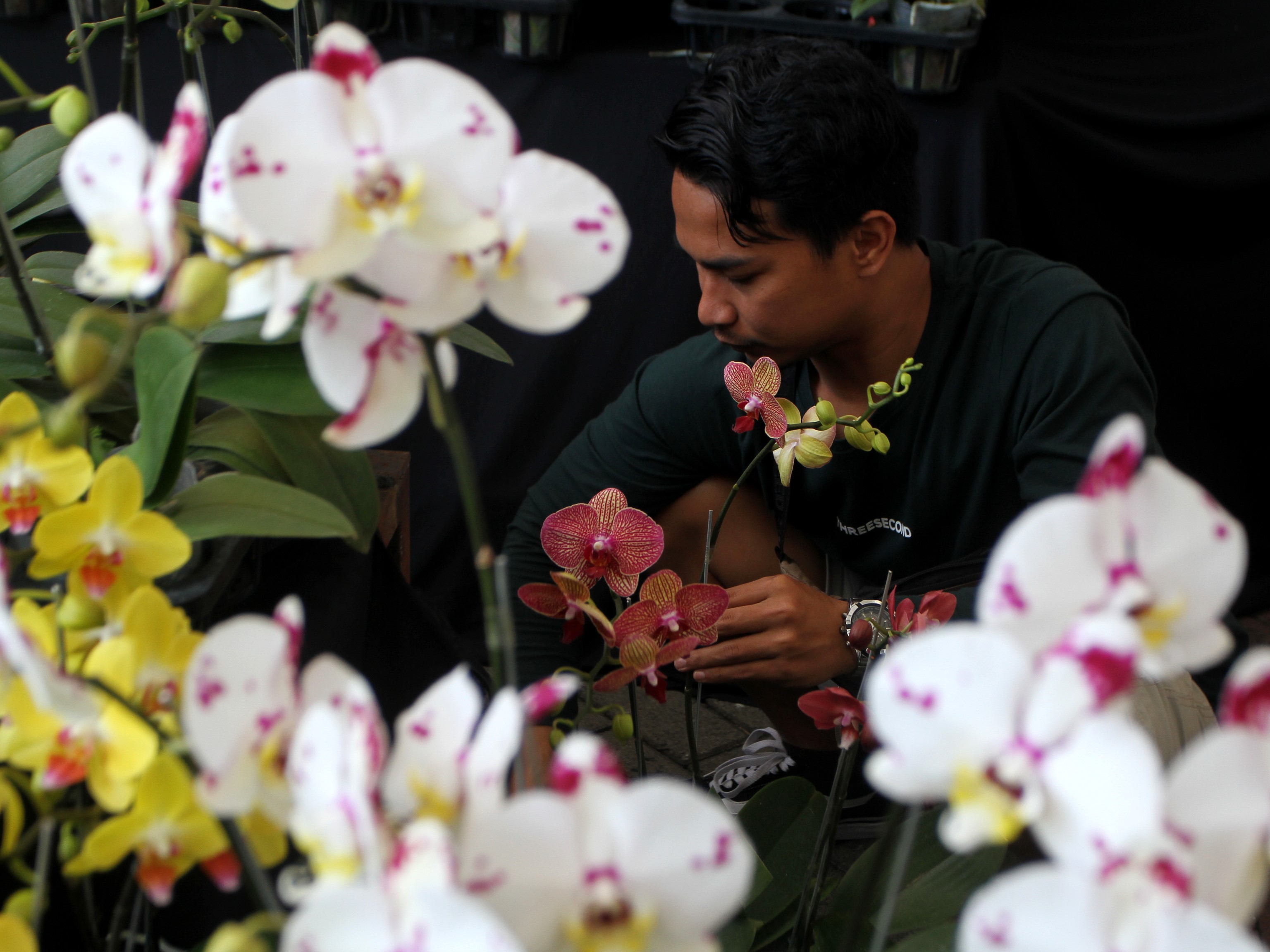 Pekerja menata tanaman anggrek yang dipajang dalam Batu International Orchid Show 2nd di Balai Kota Amongtani, Batu, Jateng.