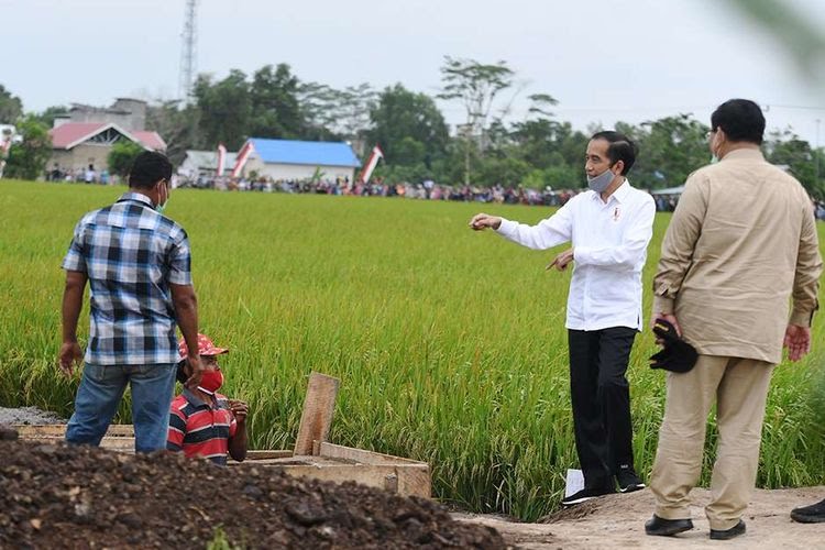 Presiden Joko Widodo menyambangi food estate di Pulau Pisang, Kalteng
