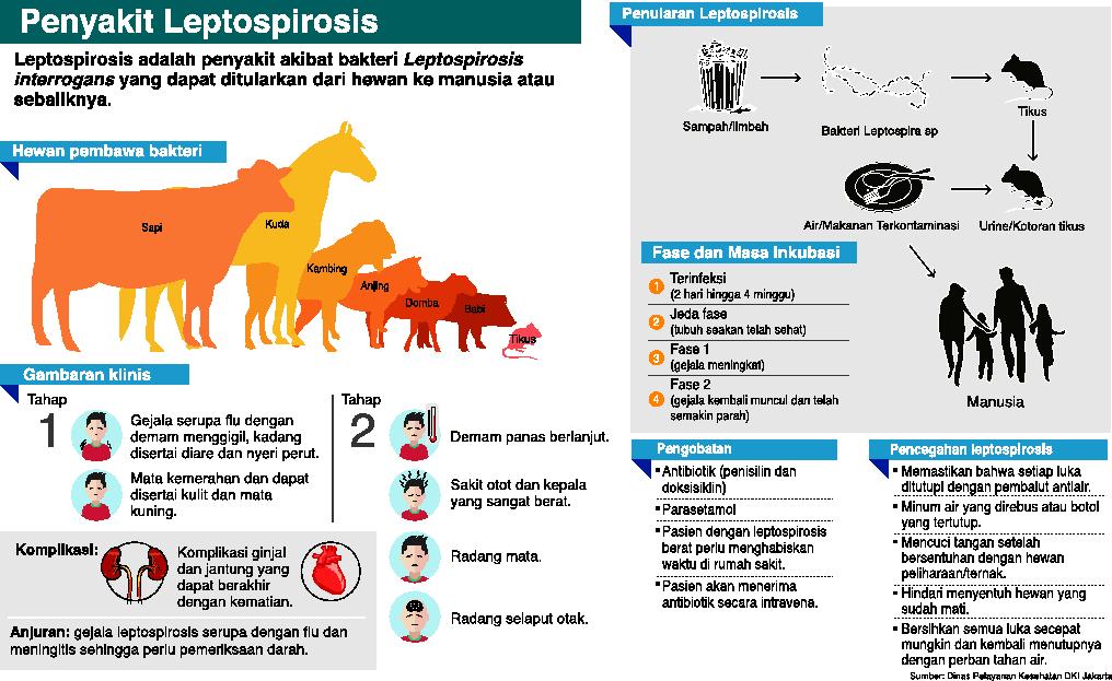 Grafis bahaya dan penularan penyakit leptosirosis 