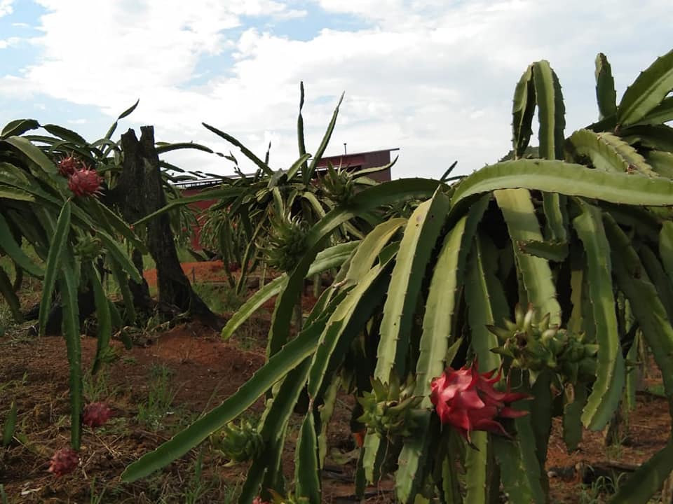 Kementan Kembangkan 1.800 Kampung Buah untuk Genjot Produksi 