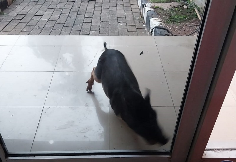 Seekor babi membuat geger setelah masuk ke ruangan Kantor Dinas Lingkungan Hidup DKI Jakarta di Jakarta Timur, Kamis (27/10) pagi.