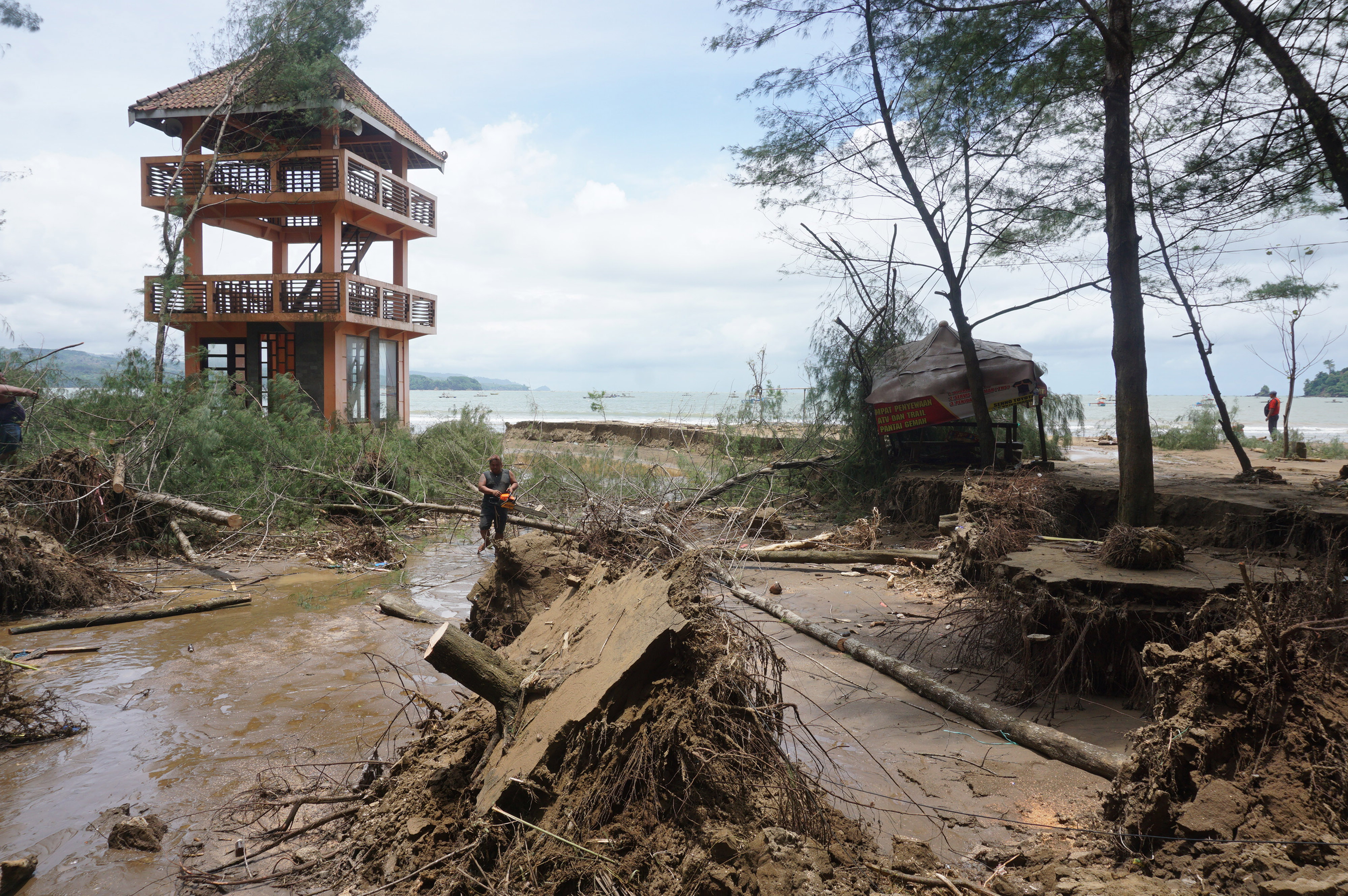 Relawan memotong pohon pinus yang tumbang di Pantai Gemah, Tulungagung, Jawa Timur, Selasa (11/10), akibat banjir bandang.