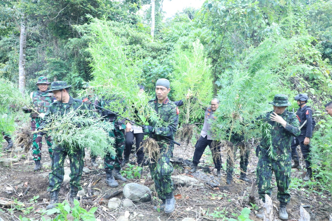 BNN memusnakah puluhan ribu tanaman ganja siap panen di kawasan Pegunungan Leuser, Aceh Selatan, Aceh.