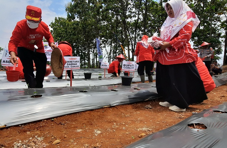 Bupati Cianjur, Jawa Barat, Herman Suherman memimpin penanaman perdana cabai oleh ASN Pemkab Cianjur di Kecamatan Mande, Kamis (6/10). 