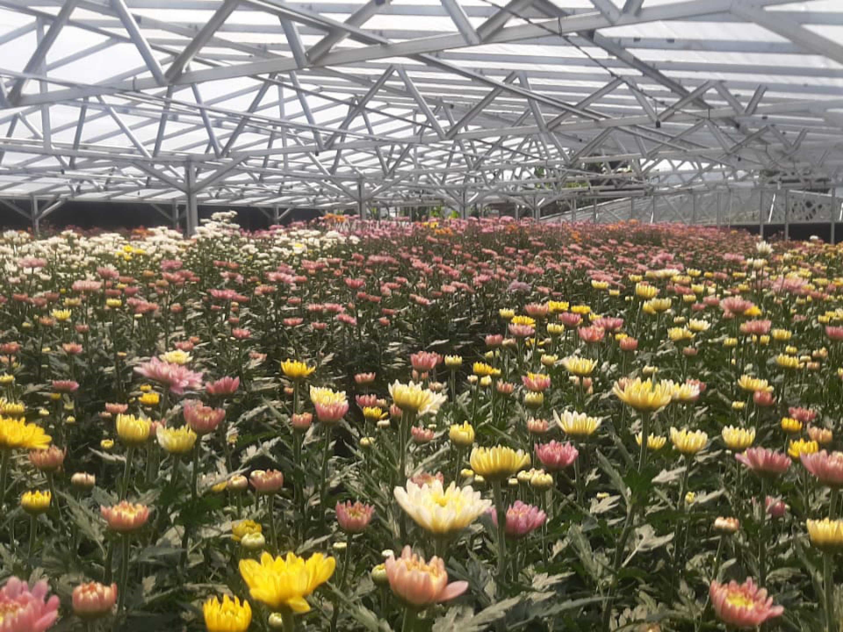 Kabupaten Cianjur, Jawa Barat, merupakan salah satu daerah penghasil bunga krisan terbaik dan terbanyak di Indonesia.