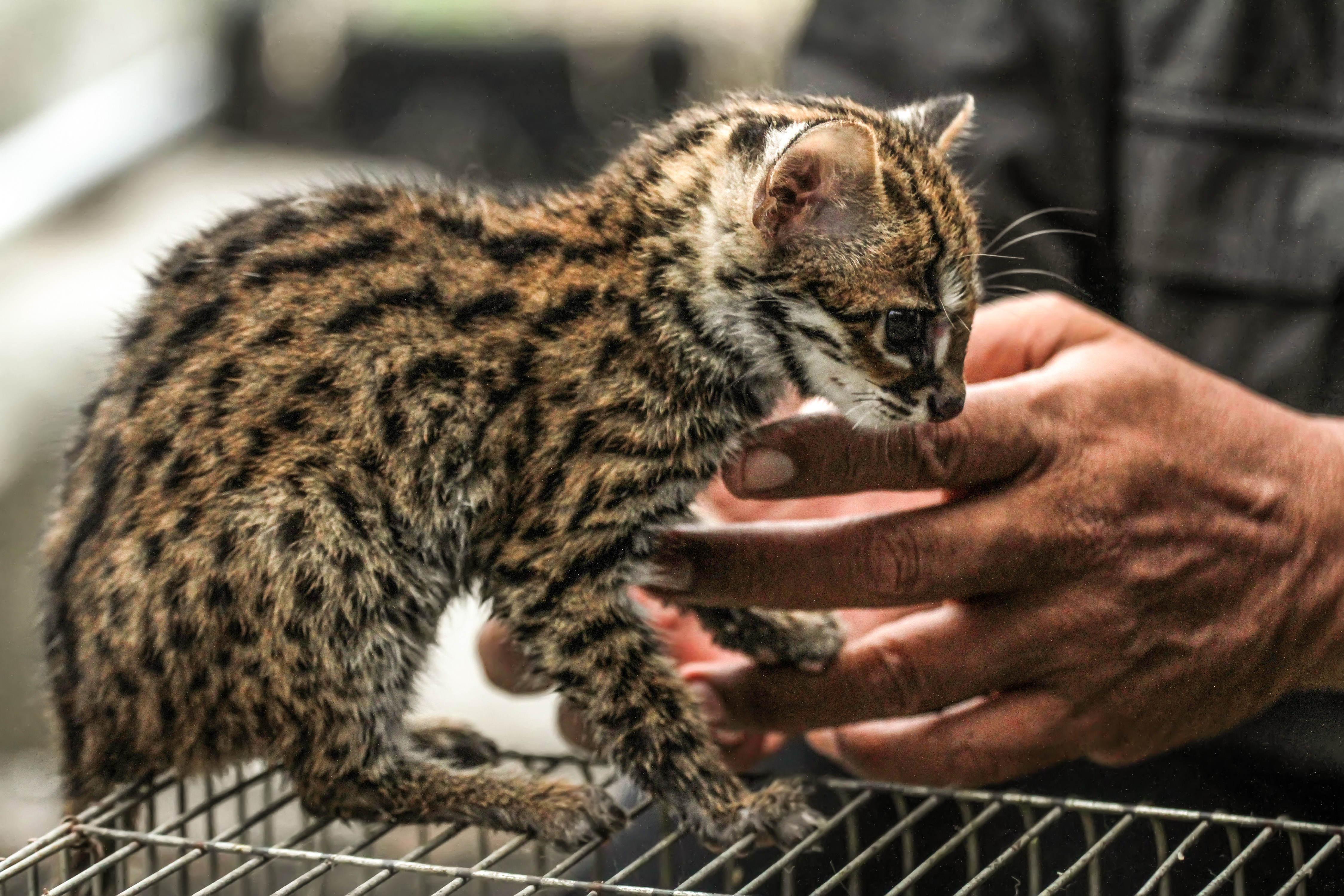 Seekor anak macan akar atau dikenal juga dengan kucing kuwuk. 