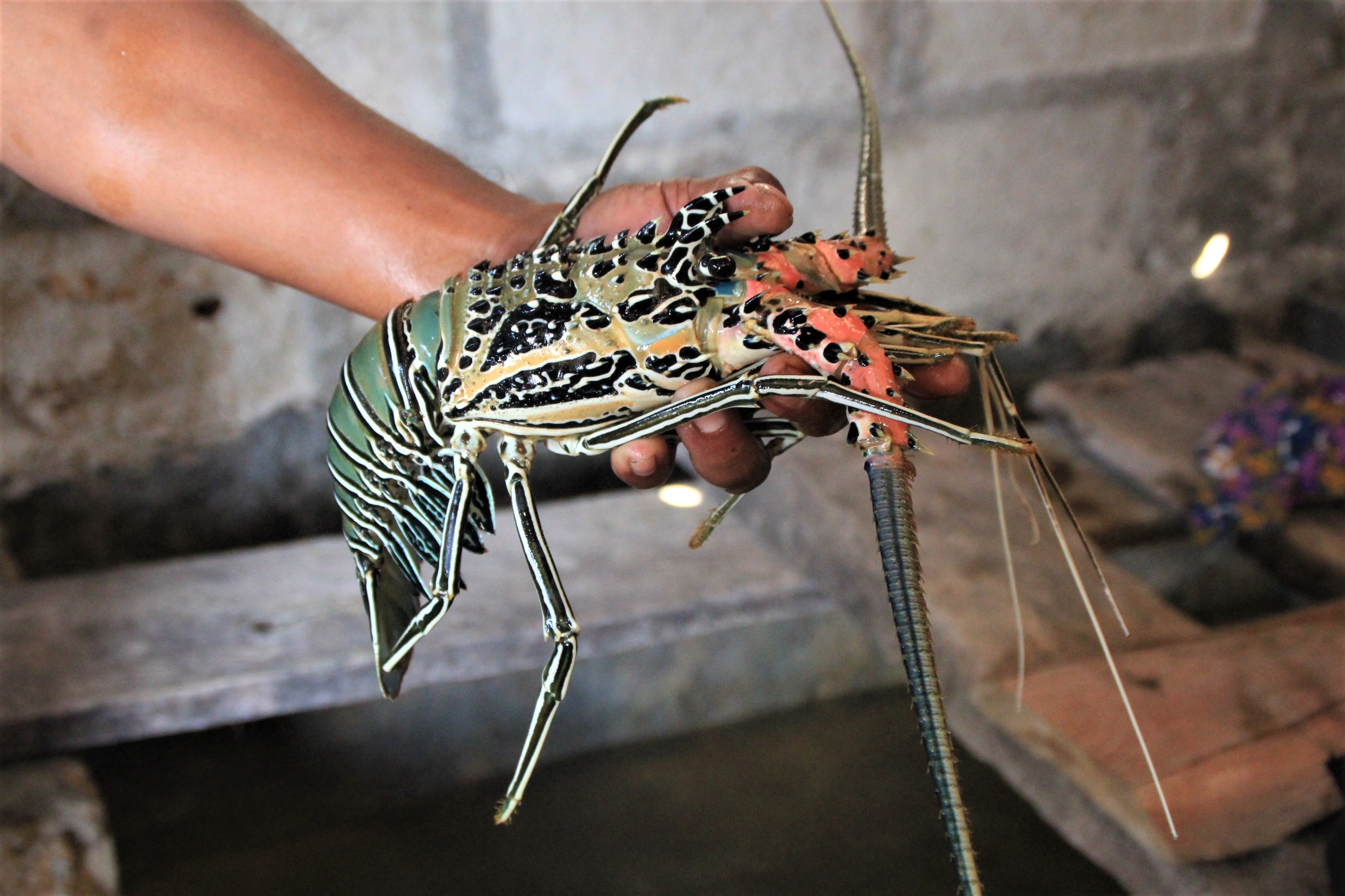 Salah satu lobster yang dibudidaya di Desa Oelua, Kecamatan Rote Barat Daya, Kabupaten Rote Ndao, NTT, akhir pekan lalu. 