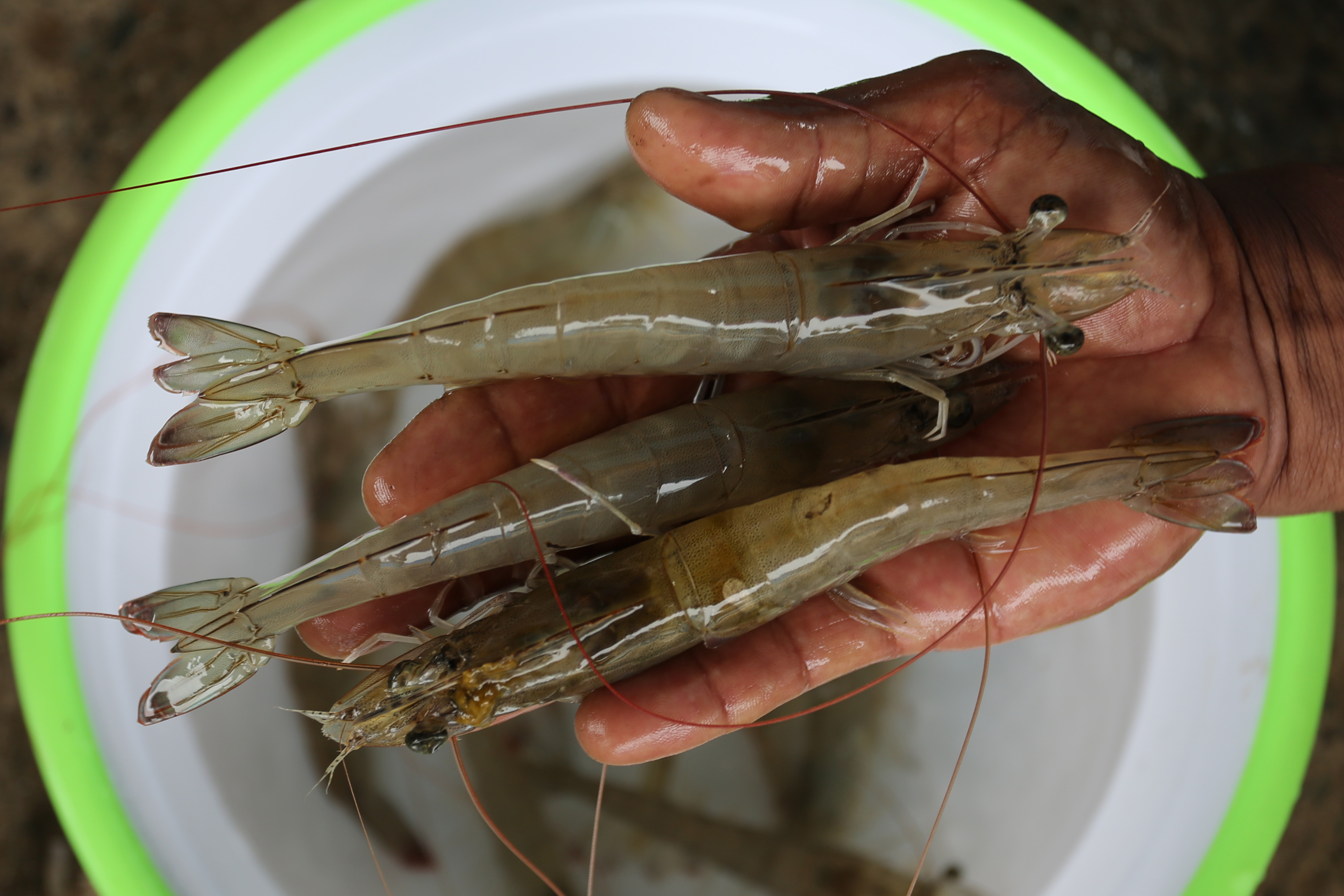 Ilustrasi induk udang vaname