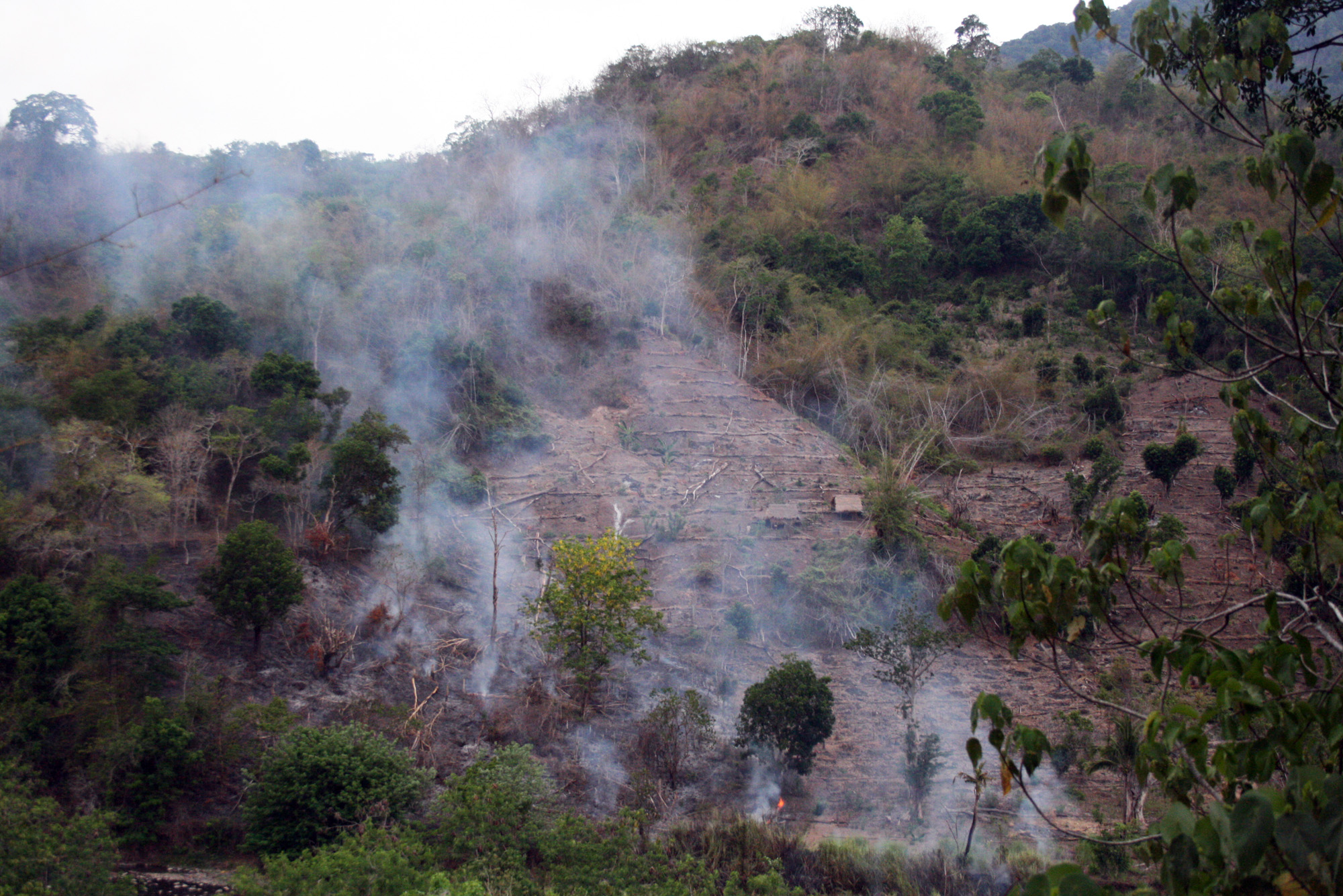 Potret kebakaran hutan di wilayah Nusa Tenggara Timur.