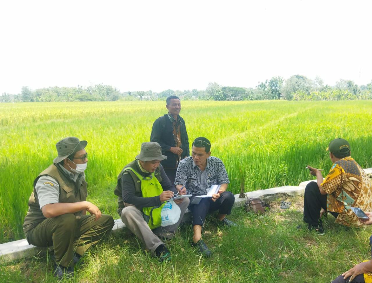 Kementan terus melakukan monitoring untuk mengendalikan serangan penyakit kerdil rumput di Sragen, Jateng.