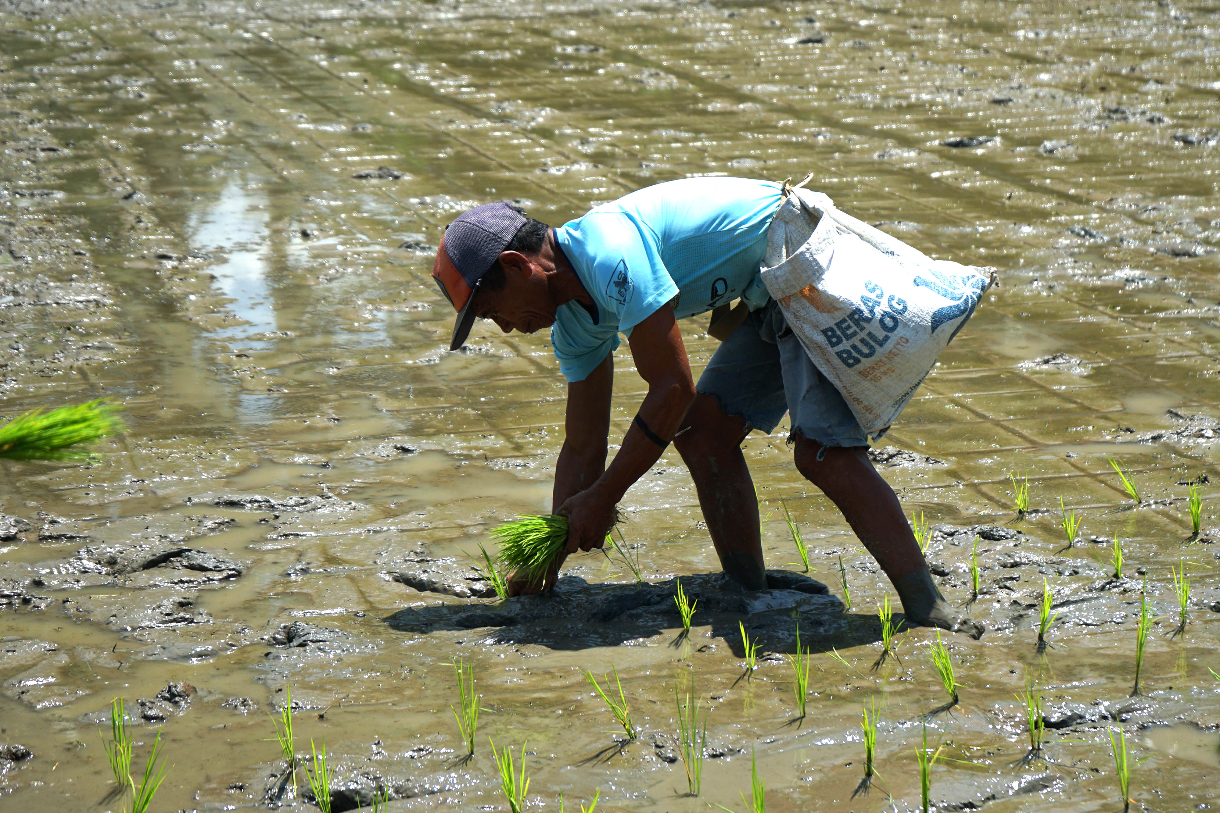 Produksi Beras Nasional Diperkirakan Tembus 32 Juta Ton