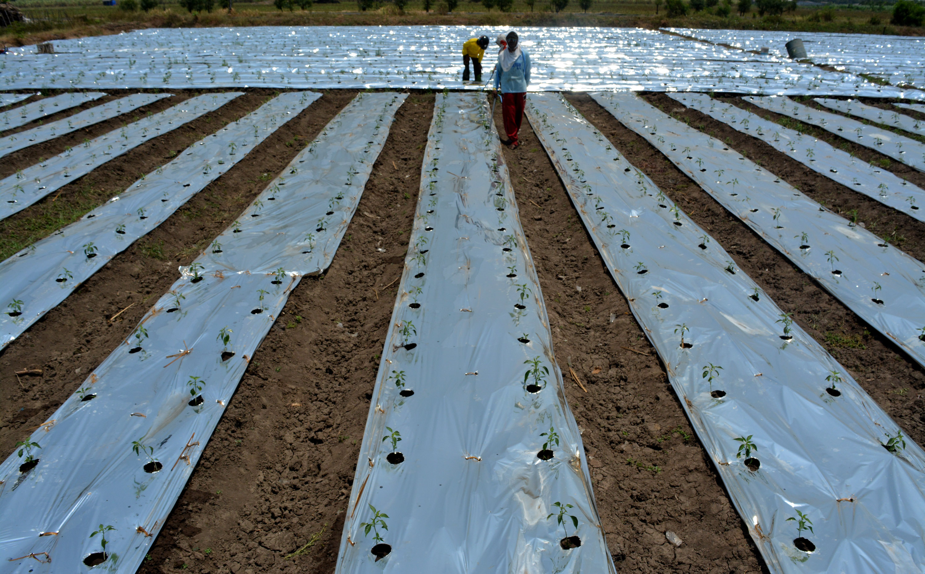 Petani tengah menanam cabai dengan teknik plastik mulsa perak 