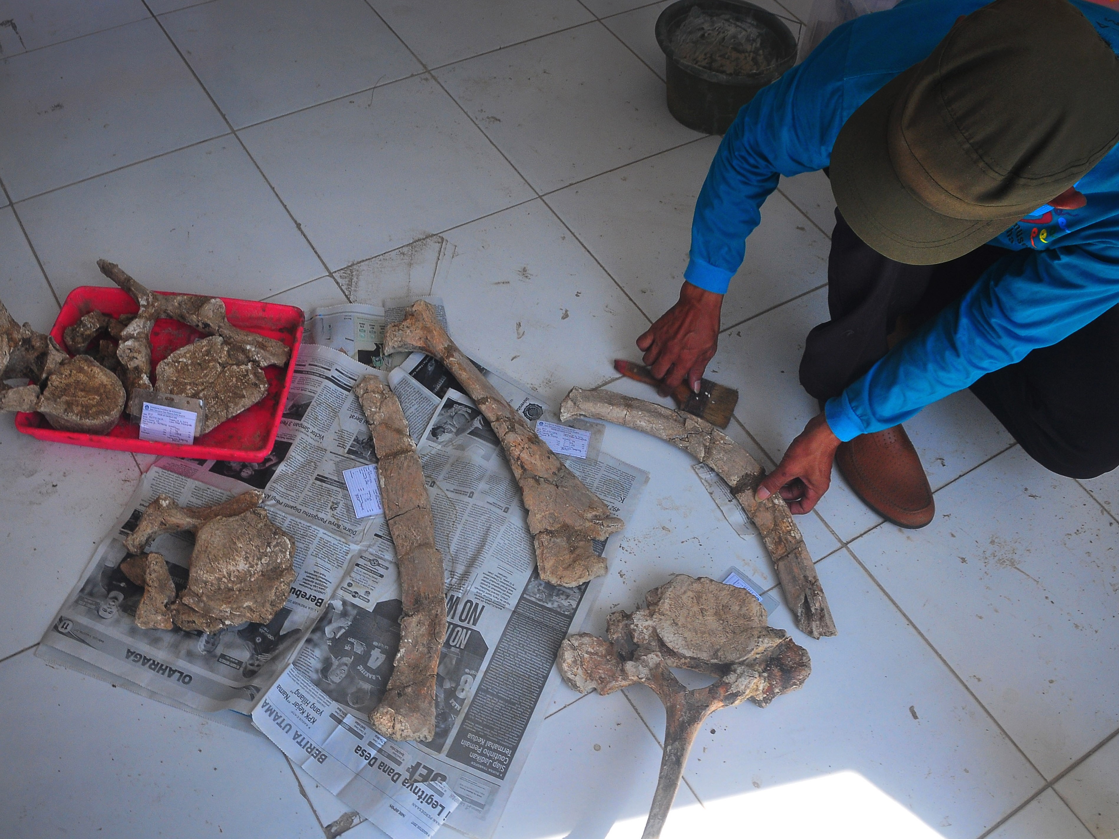 Petugas membersihkan fosil binatang purba di Museum Situs Purbakala Patiayam, Kudus, Jawa Tengah, Kamis (29/9/2022). 