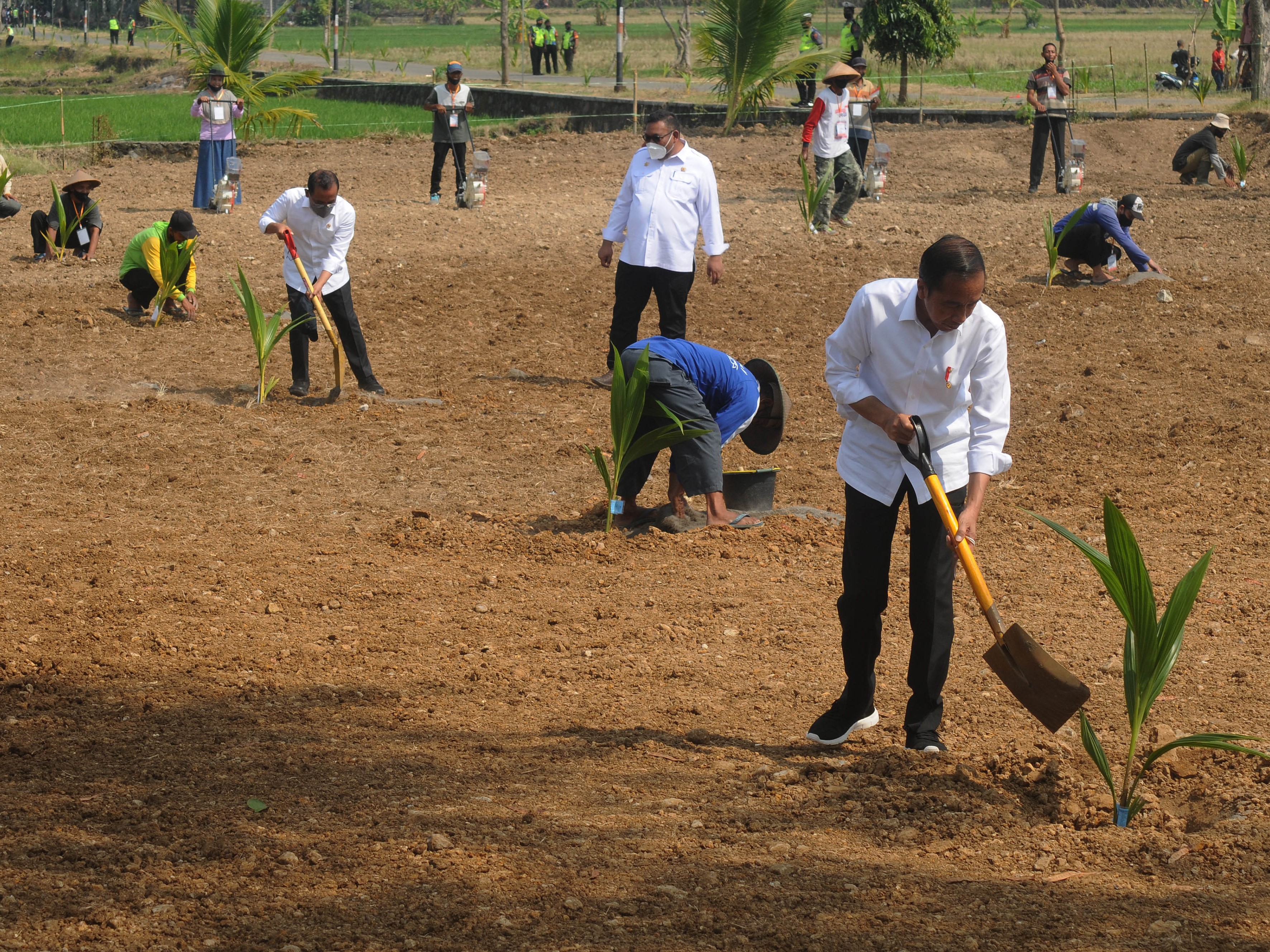 Presiden Joko Widodo menanam bibit pohon kelapa genjah bersama petani di lahan pertanian Giriroto, Ngemplak, Boyolali, Jawa Tengah.