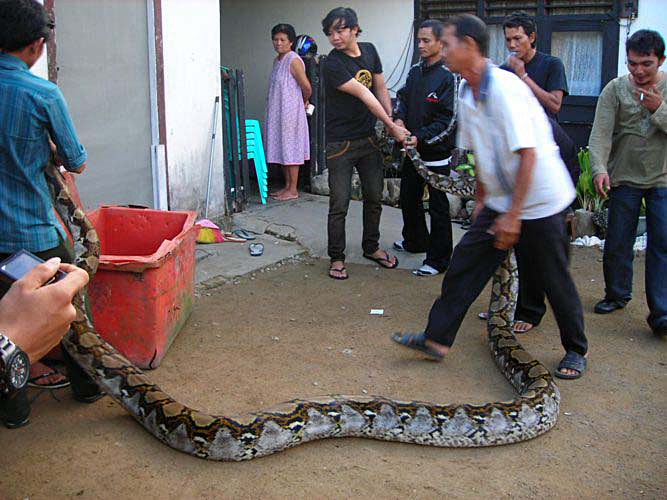 Ilustrasi warga menangkap seekor ular piton sepanjang 7,4 meter di Kabupaten Bangka Tengah, Bangka Belitung, beberapa waktu lalu.