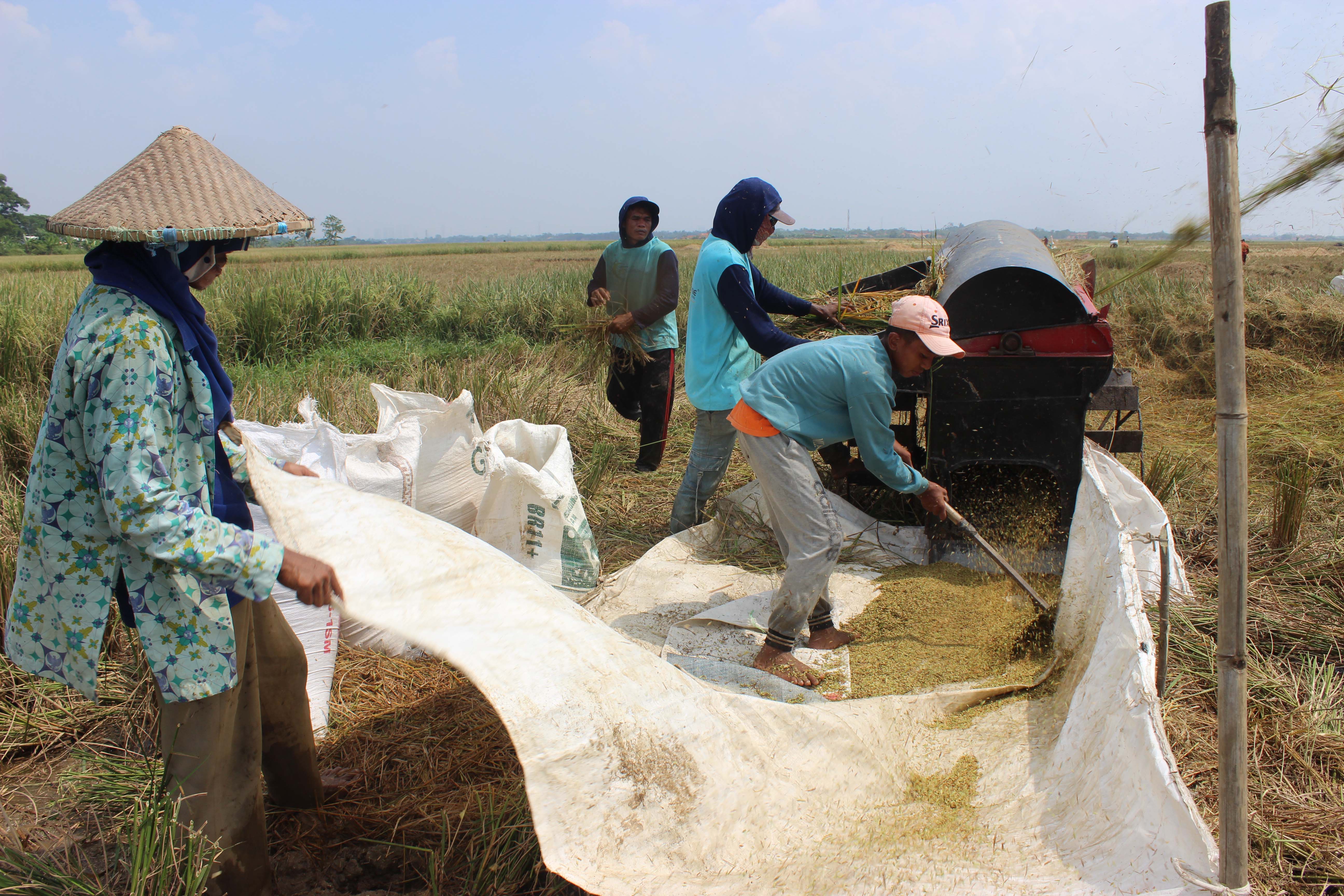 Petani merontokkan padi di areal persawahan di Bekasi, Jawa Barat
