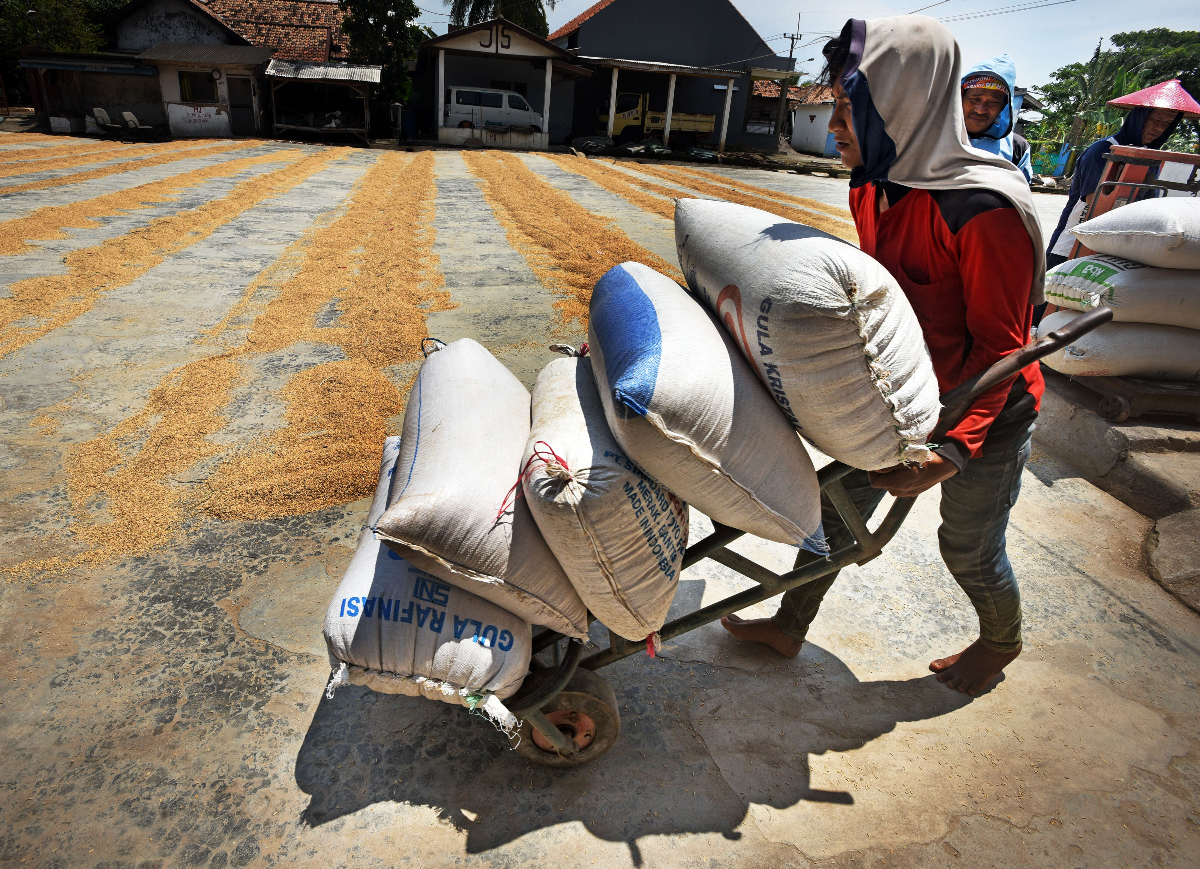 Pekerja mengangkut gabah yang baru selesai dijemur di fasilitas penggilingan.